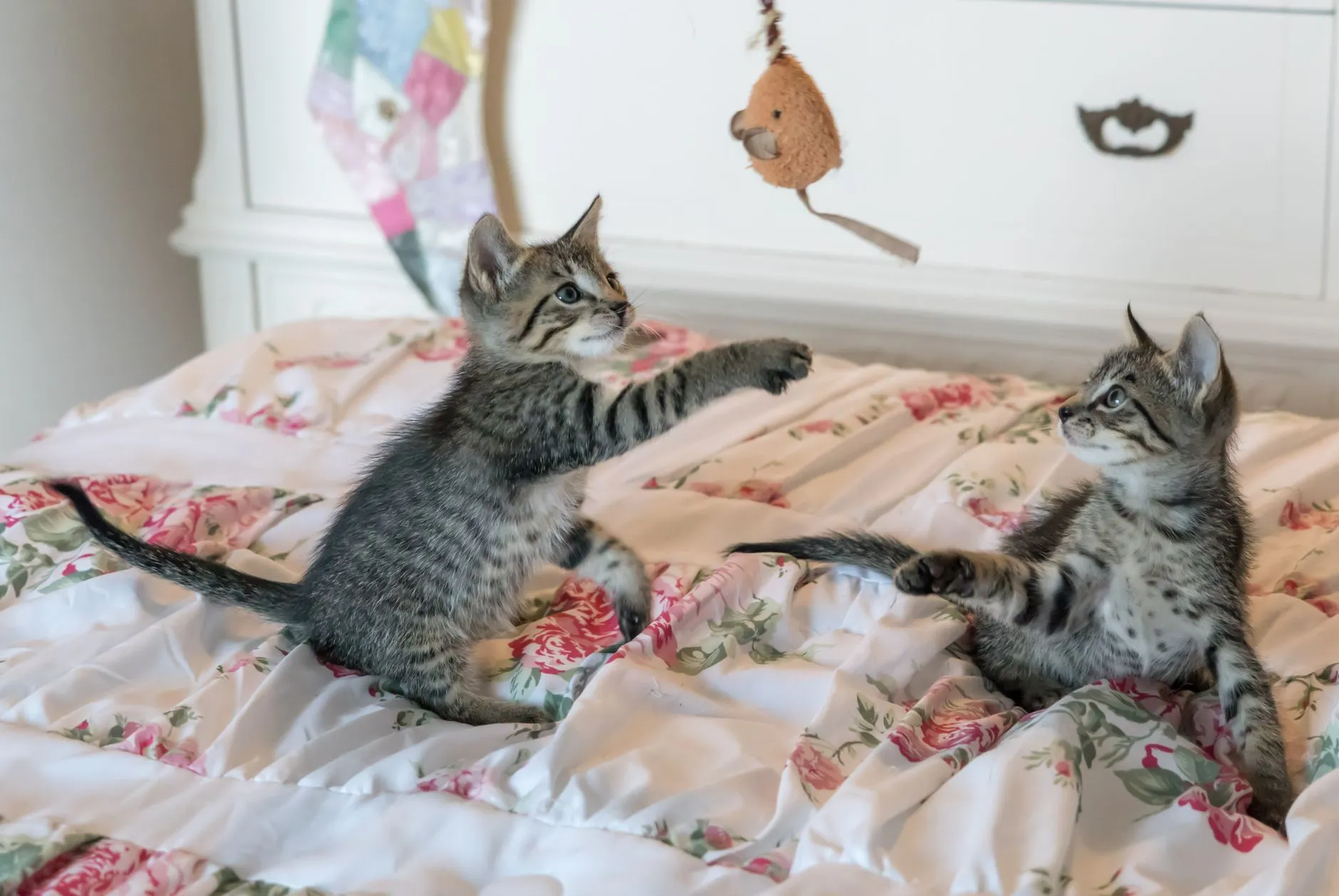chat jouant avec un jouet