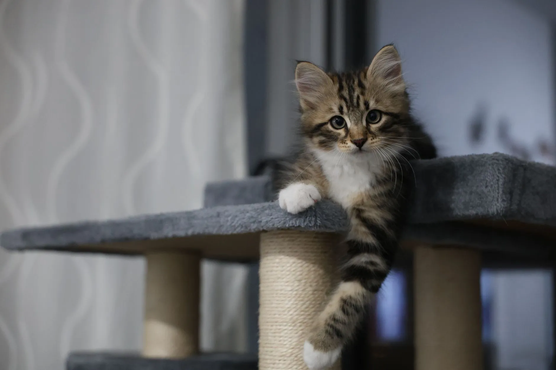 arbre à chat
