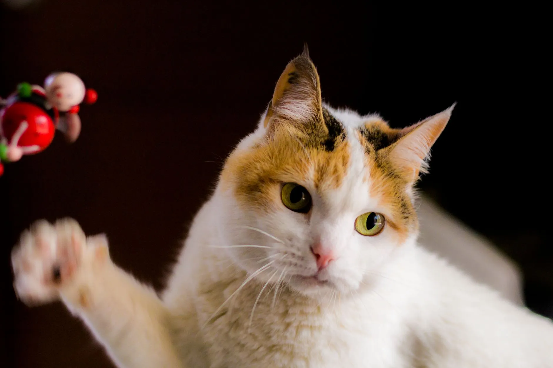 chat jouant avec un jouet