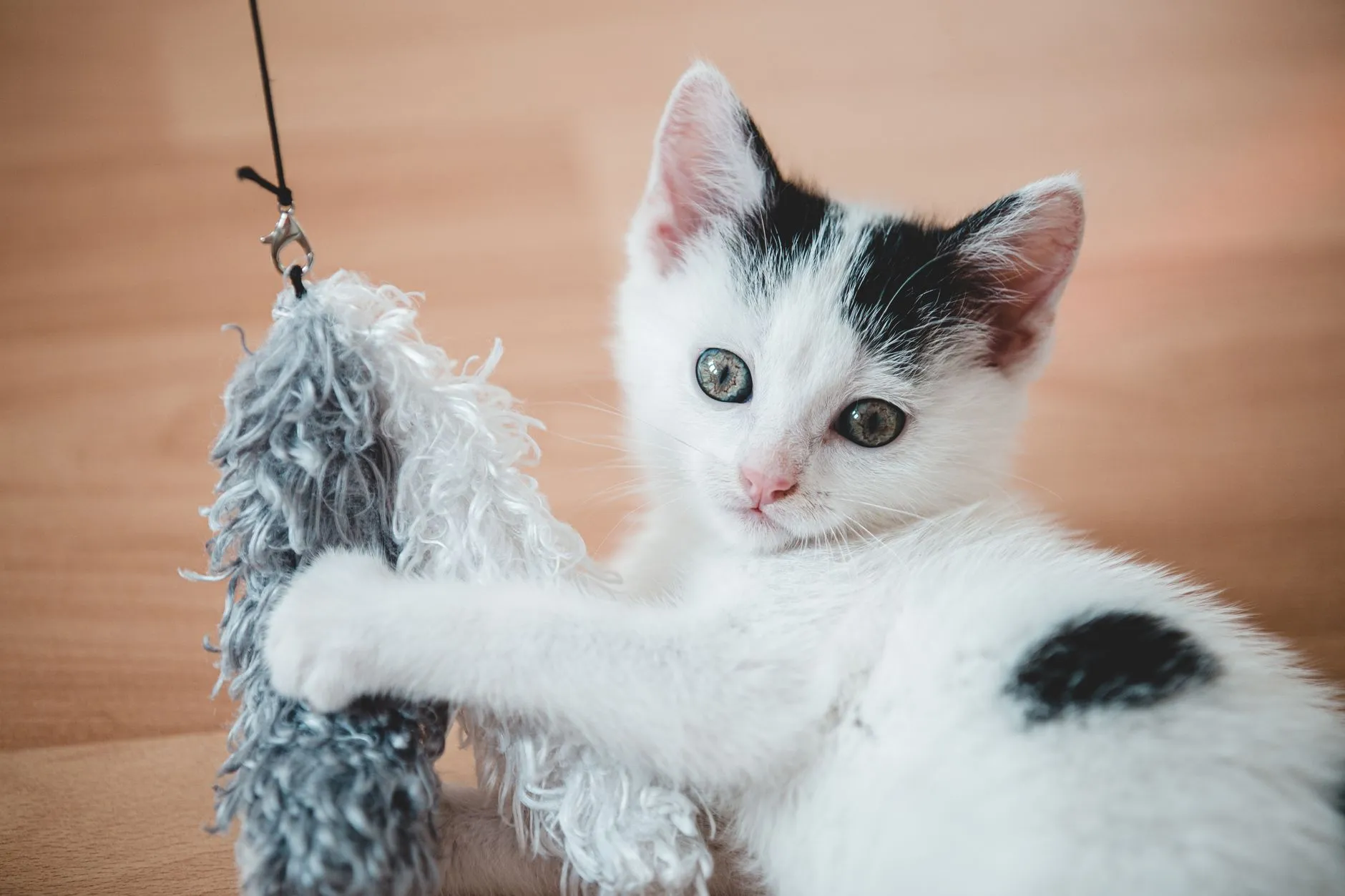 chat jouant avec un jouet