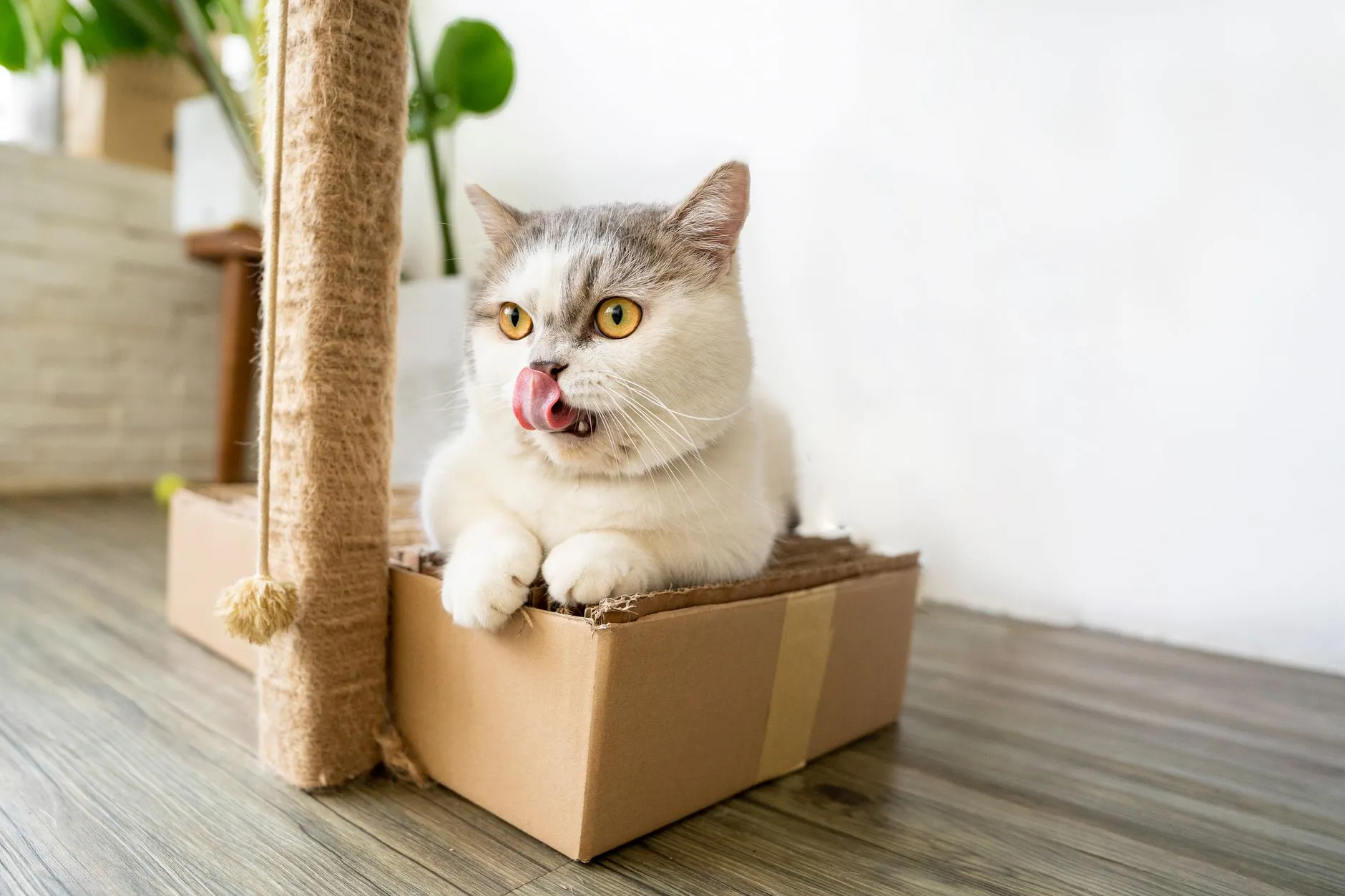 poteau à griffer pour chat