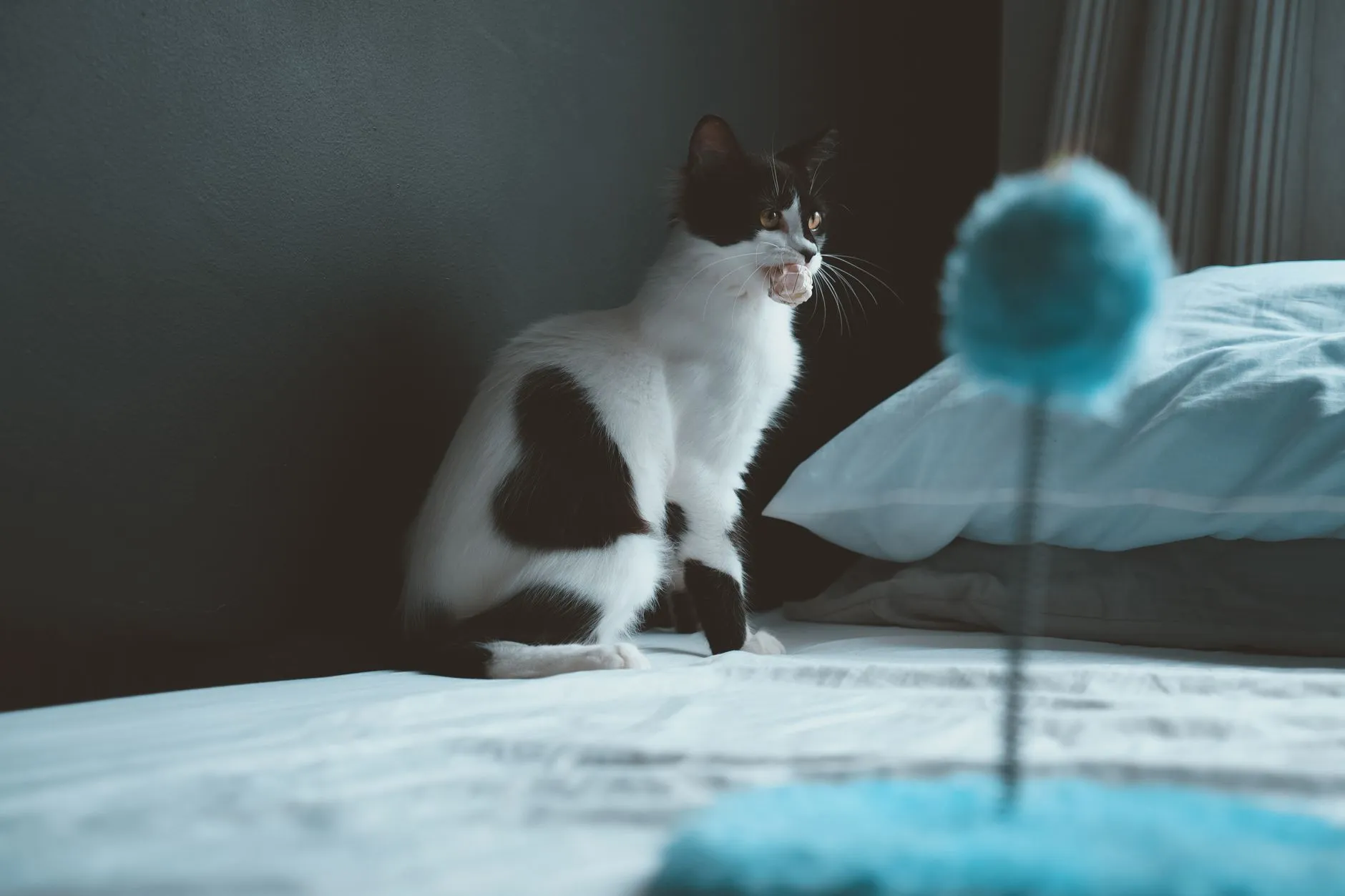 jouets silencieux pour chat