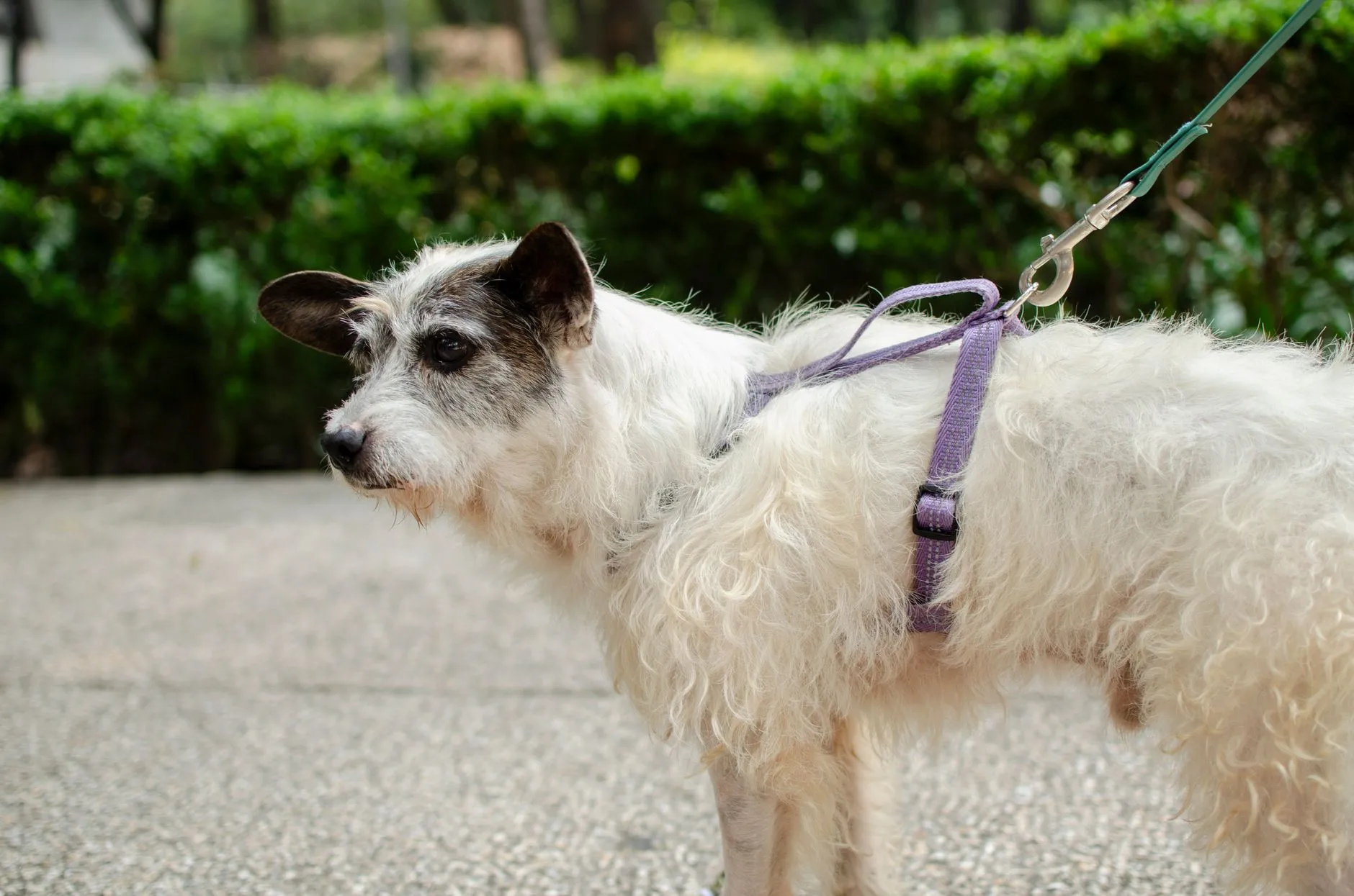 gros plan sur une laisse de chien