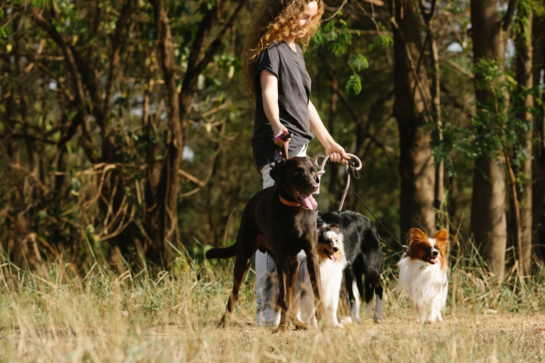 laisse pour chien écologique