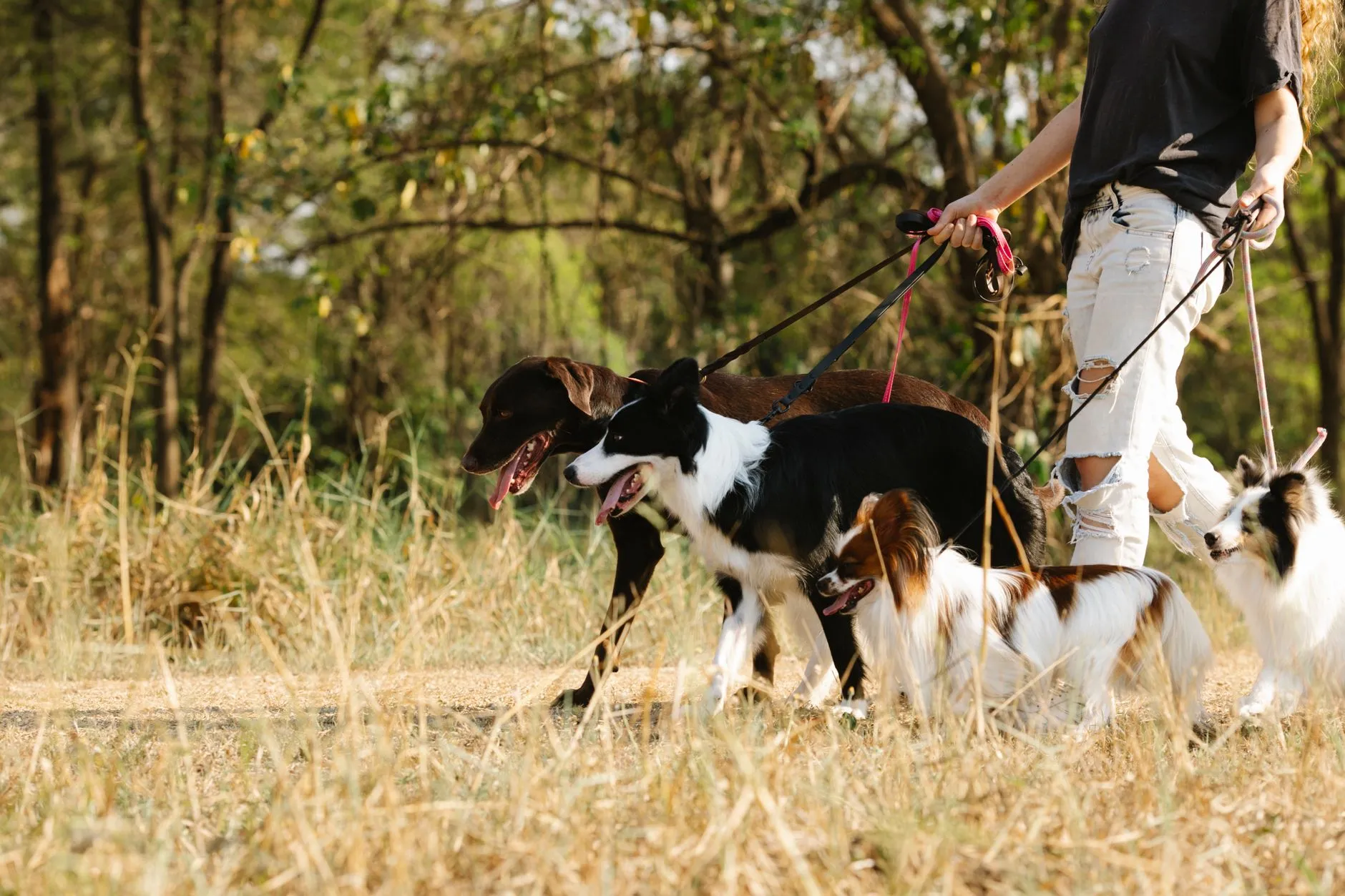éducation à la laisse