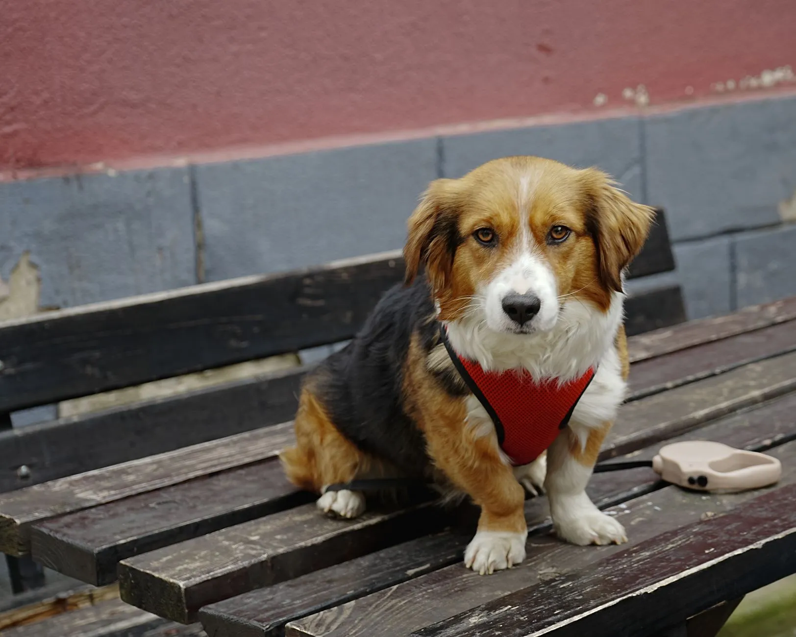 laisse pour chien avec distributeur de sacs