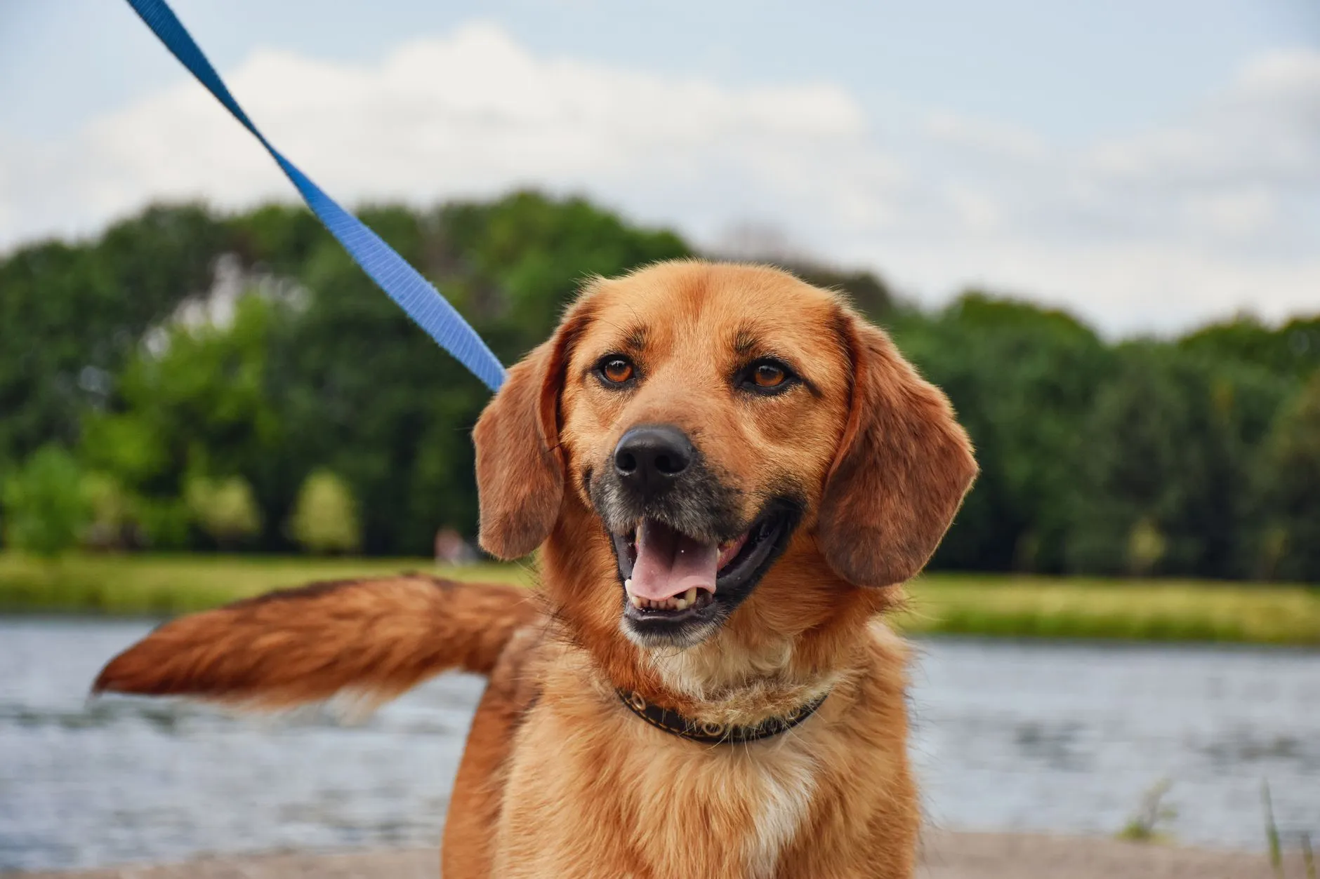 gros plan sur une laisse de chien