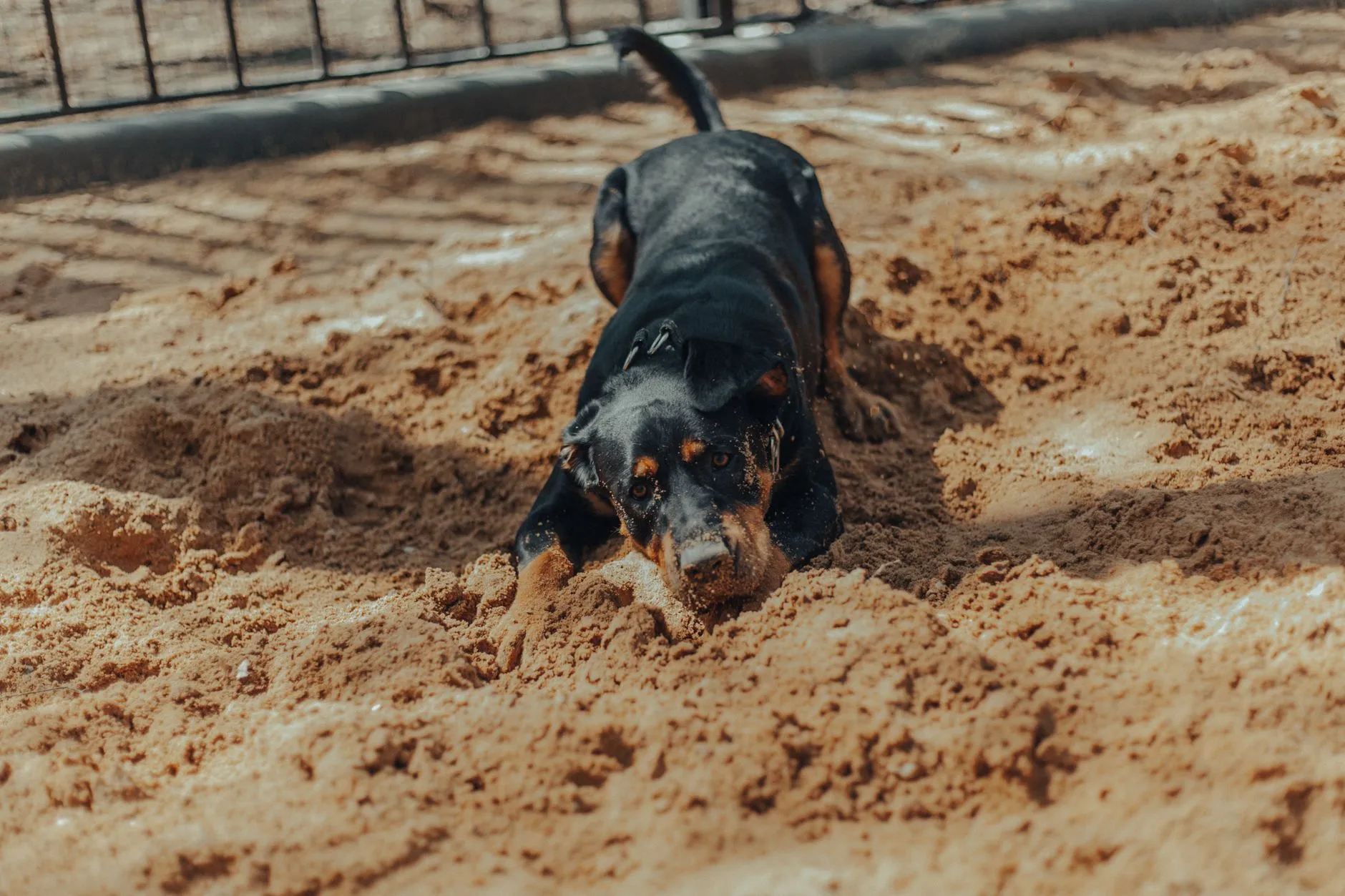 chien creusant un trou dans le jardin