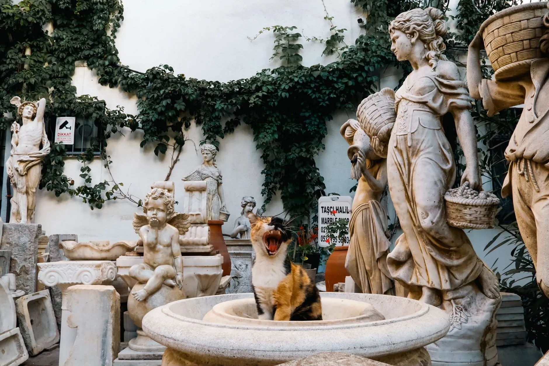 Quelle fontaine à eau choisir pour son chat ?