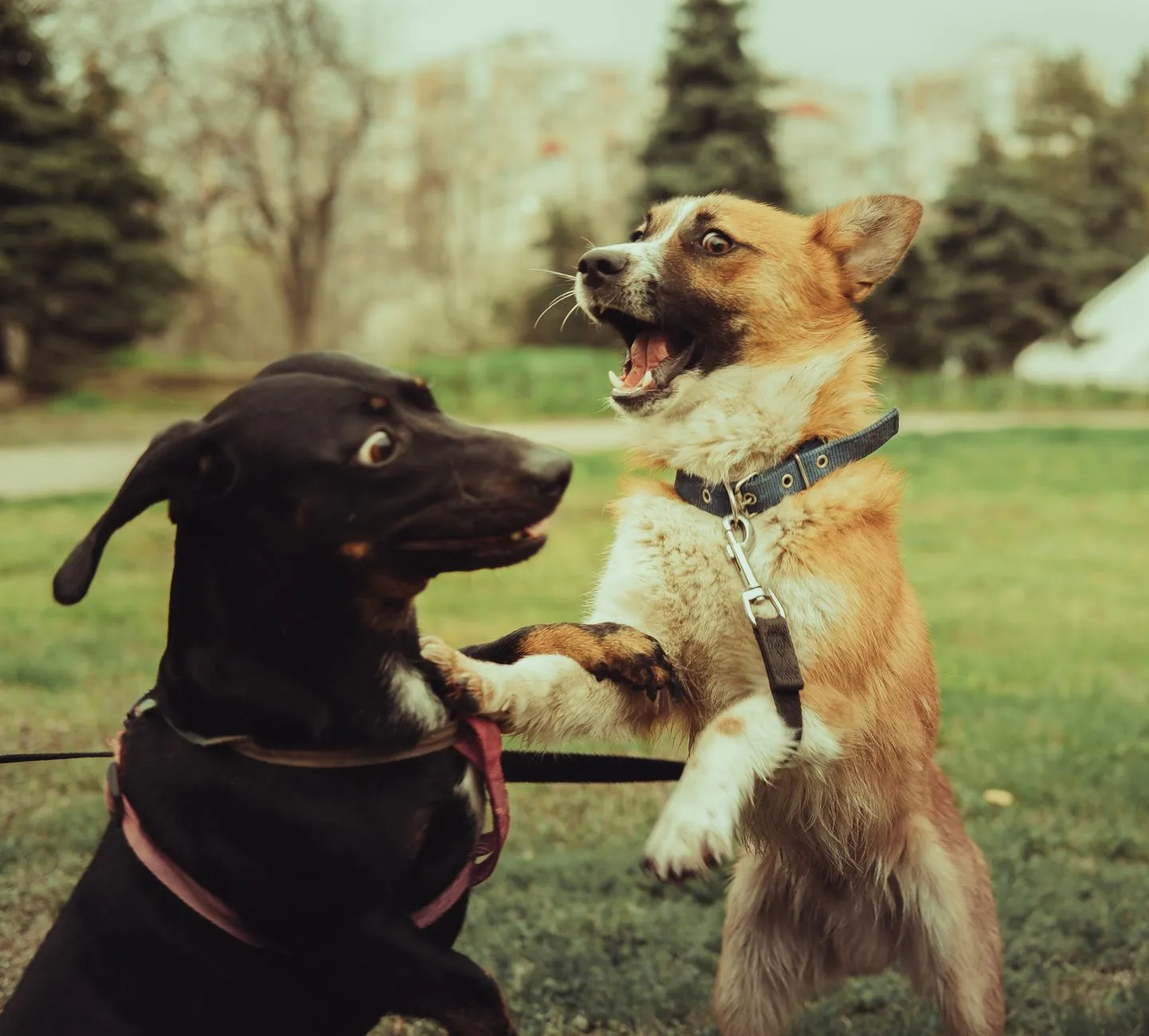 chien tirant sa laisse