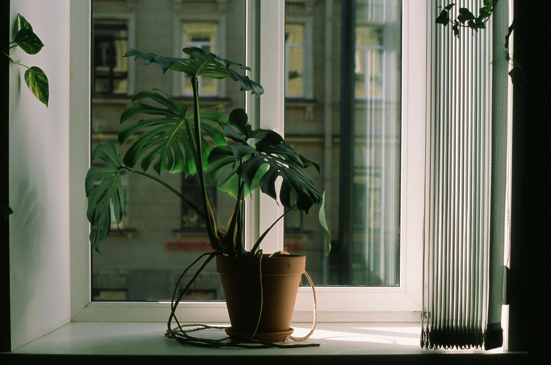 Plantes d’intérieur : lesquelles choisir et comment les entretenir
