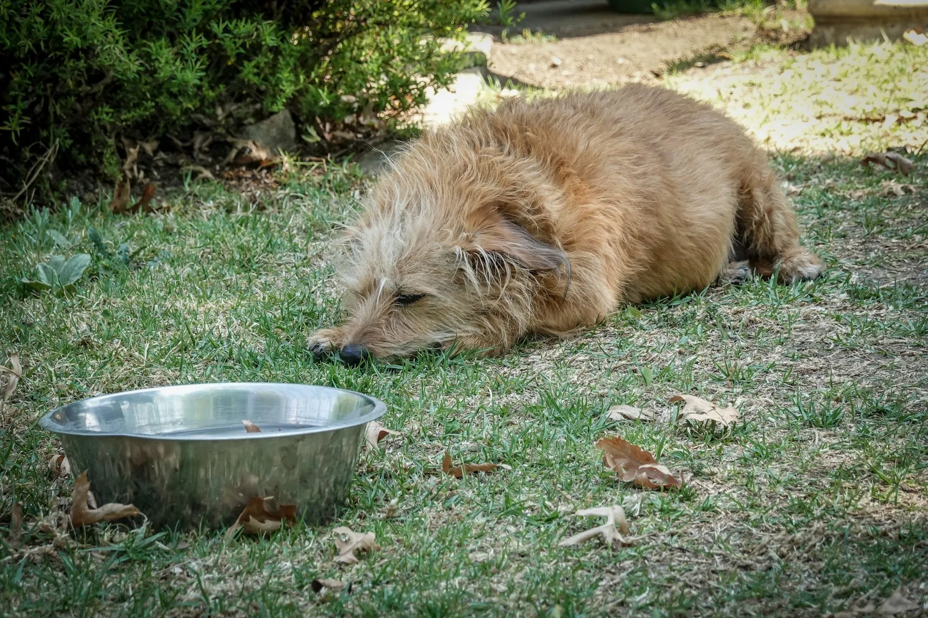 gamelle pour chien en acier inoxydable