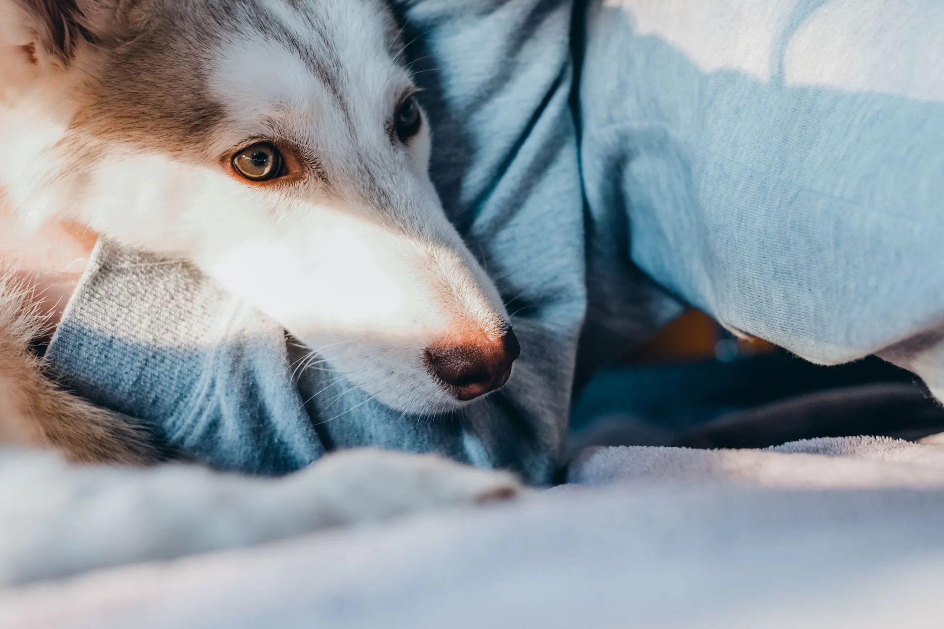 chien effrayé réconforté