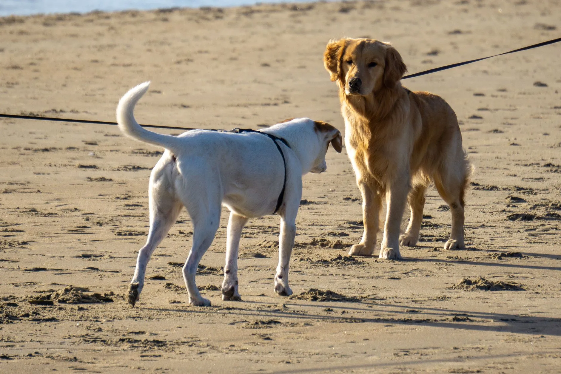 chien tirant sa laisse