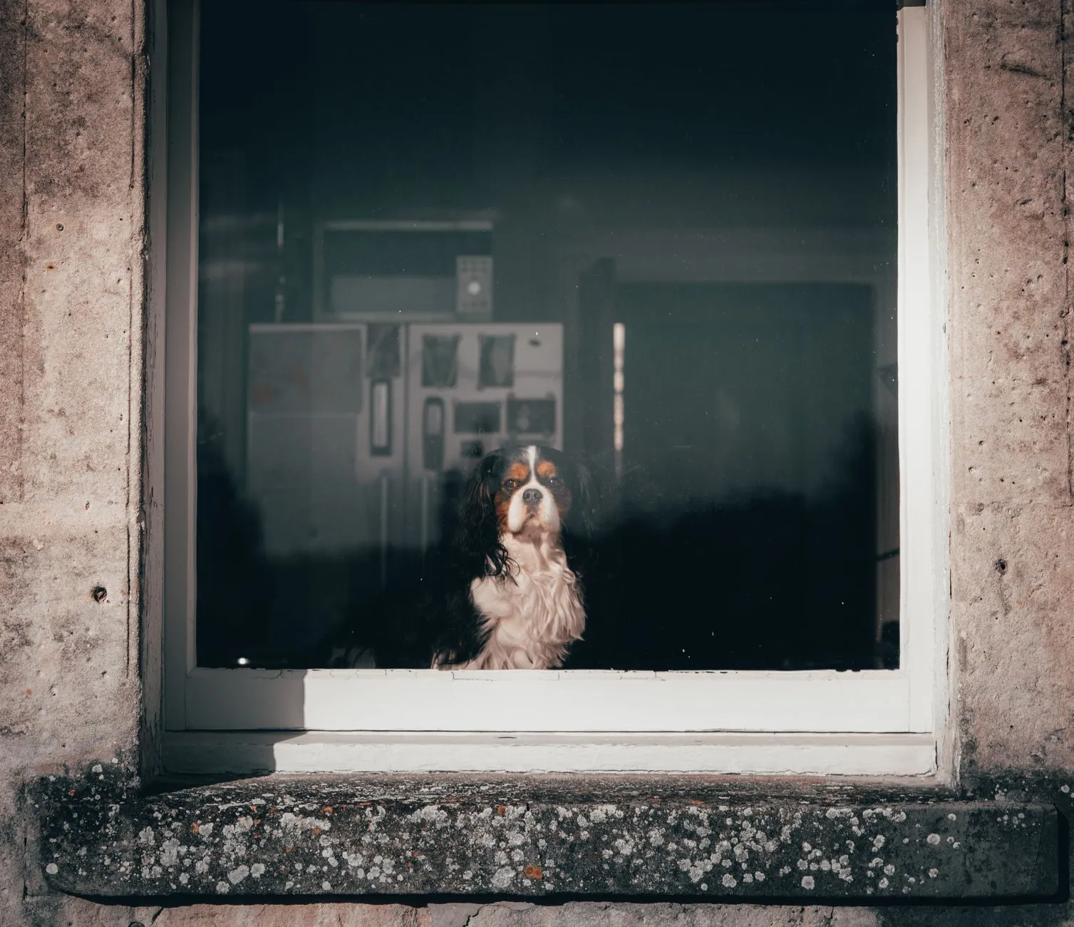 chien seul à la maison