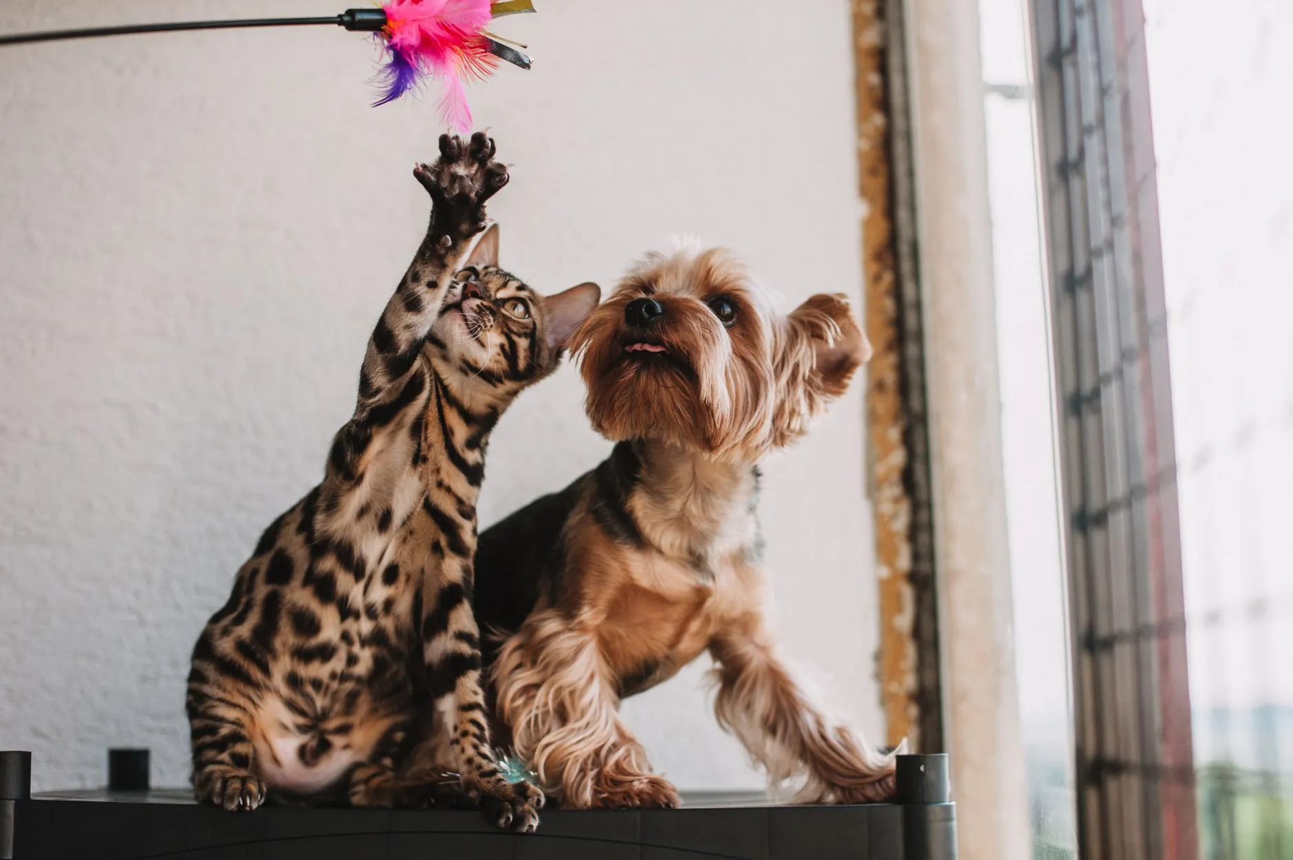 chat jouant avec un jouet