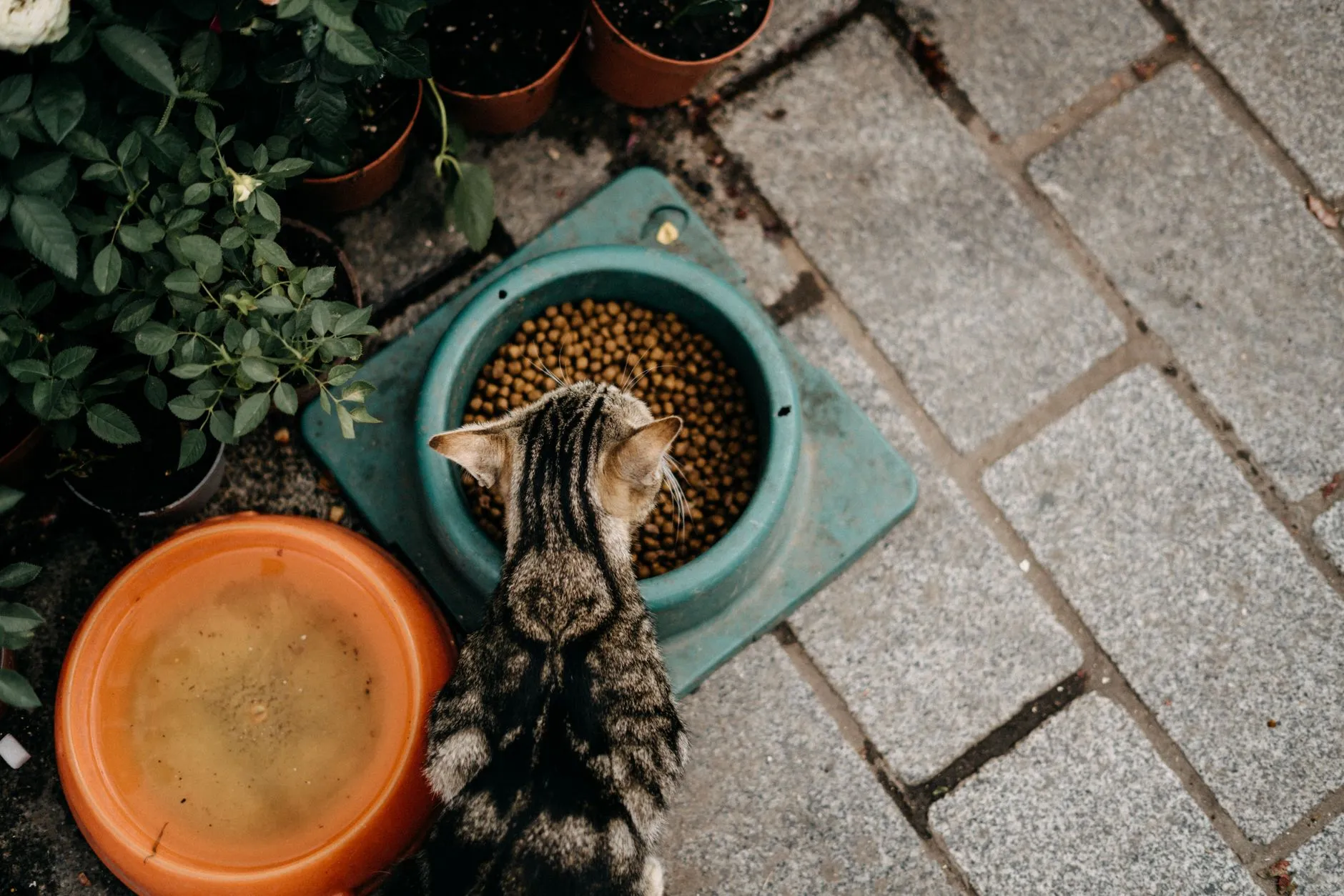 chat mangeant dans sa gamelle