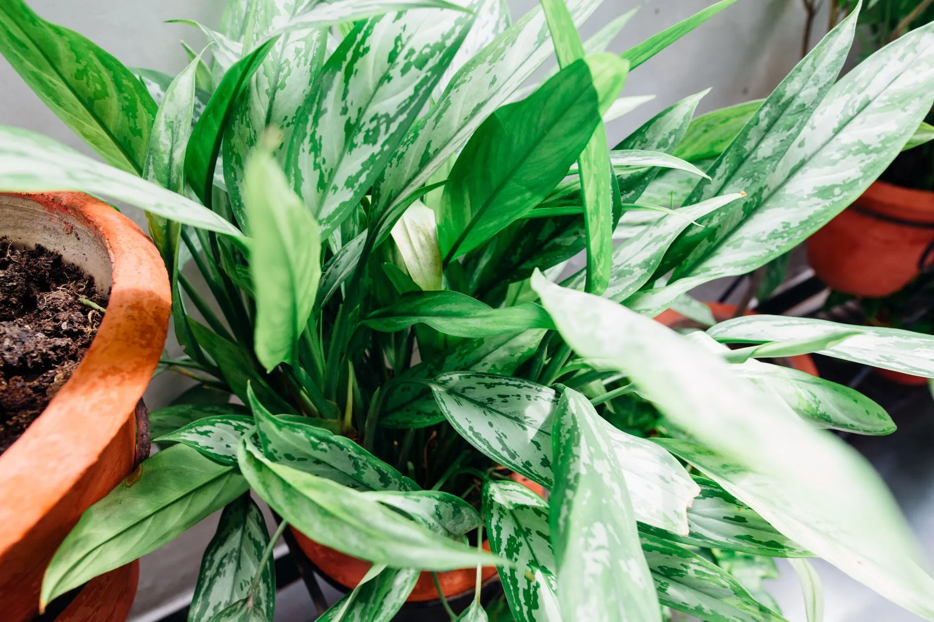 Plantes d’intérieur dépolluantes : comparatif et critères
