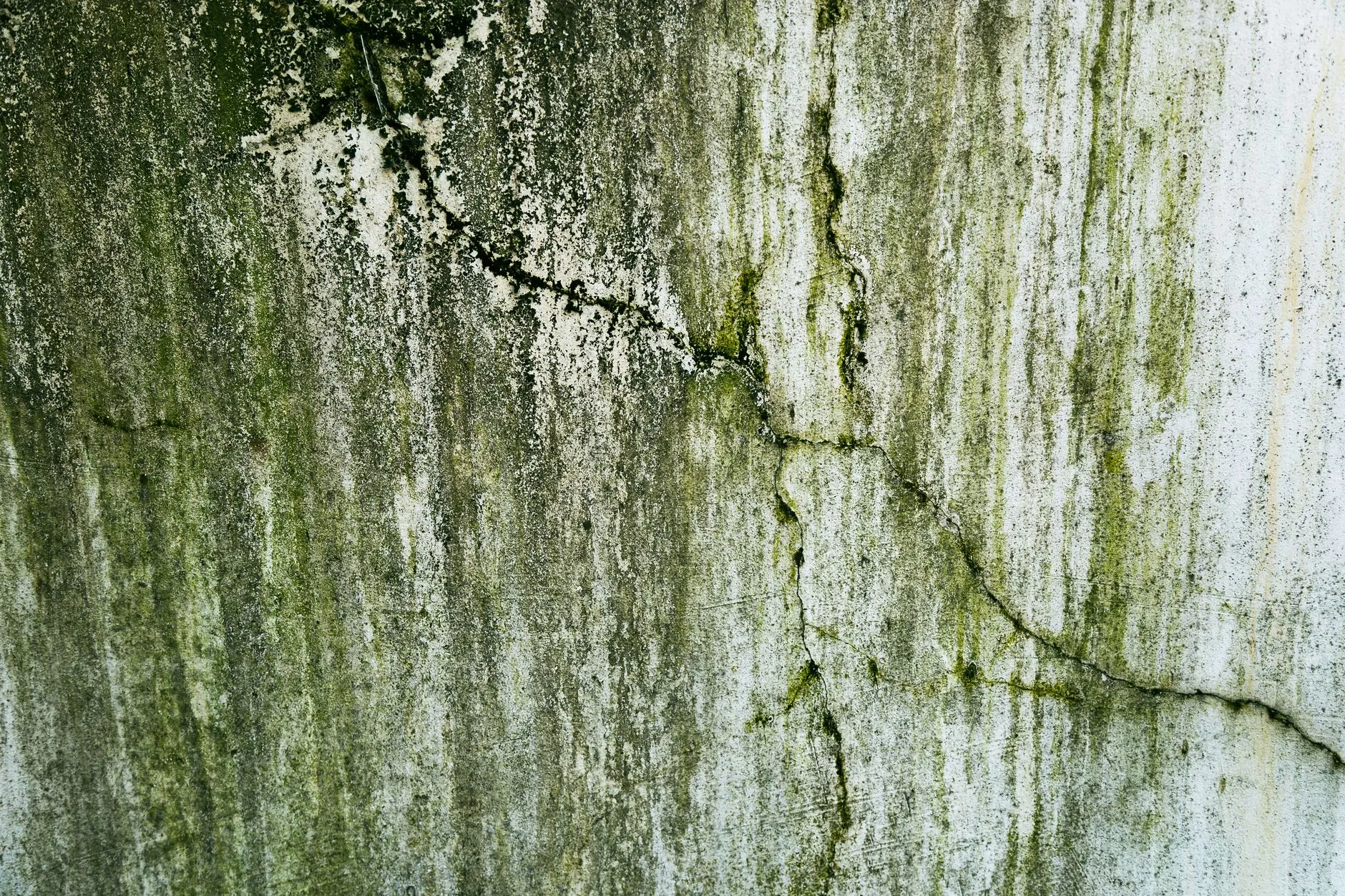 moisissure sur le mur