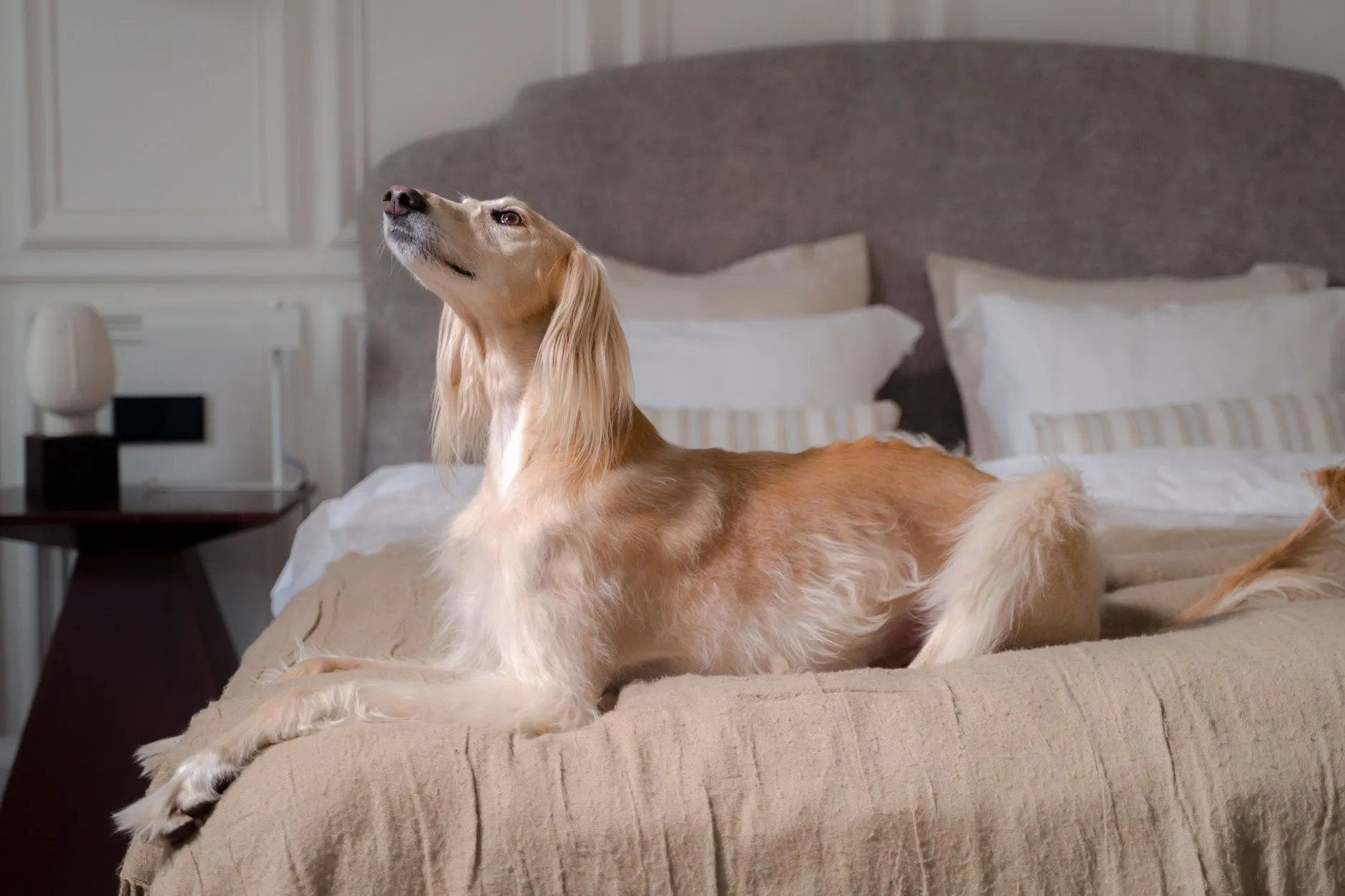 coussin de panier pour chien