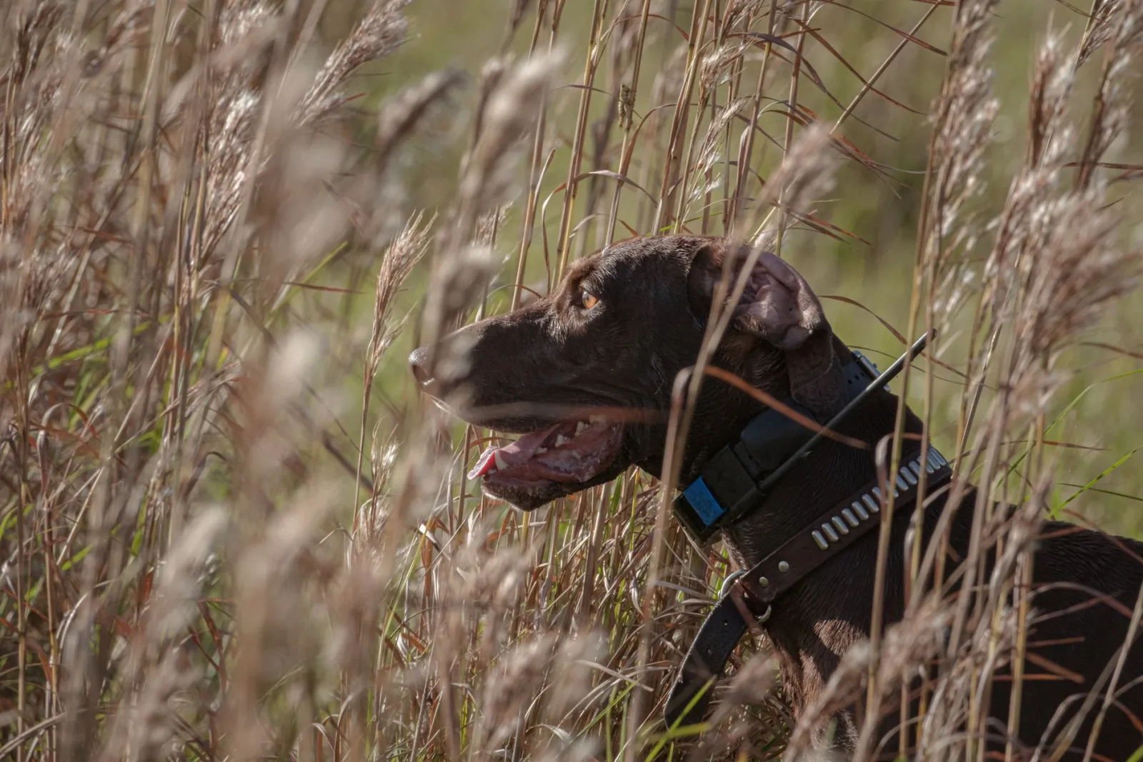 gros plan sur un collier de chien