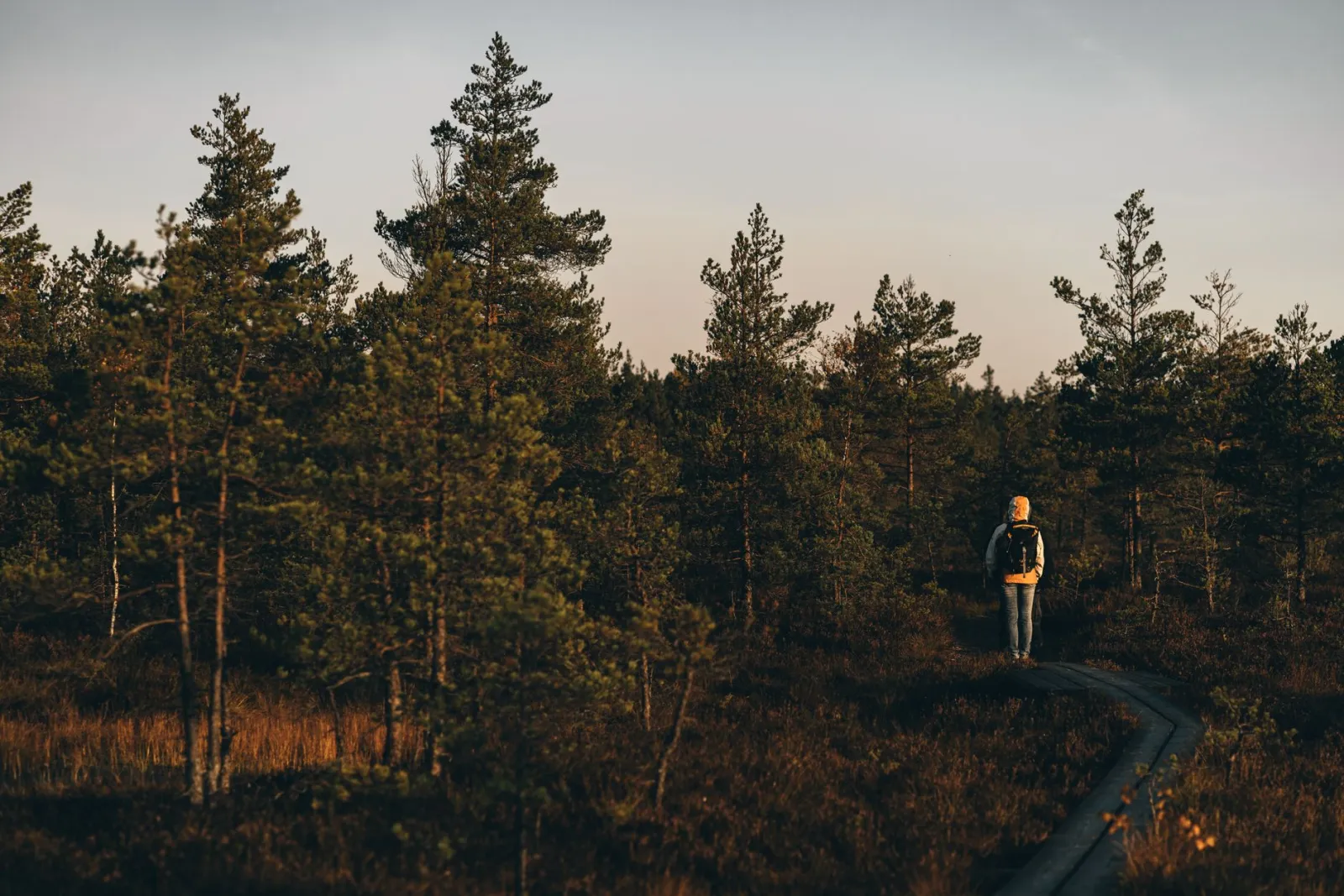 personne marchant en forêt