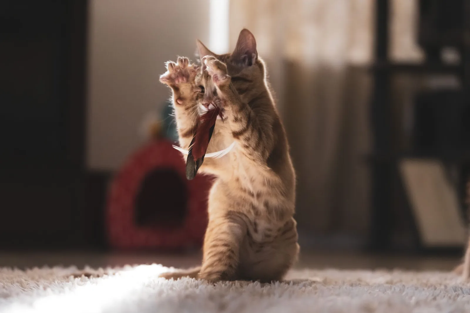 chat jouant avec un jouet