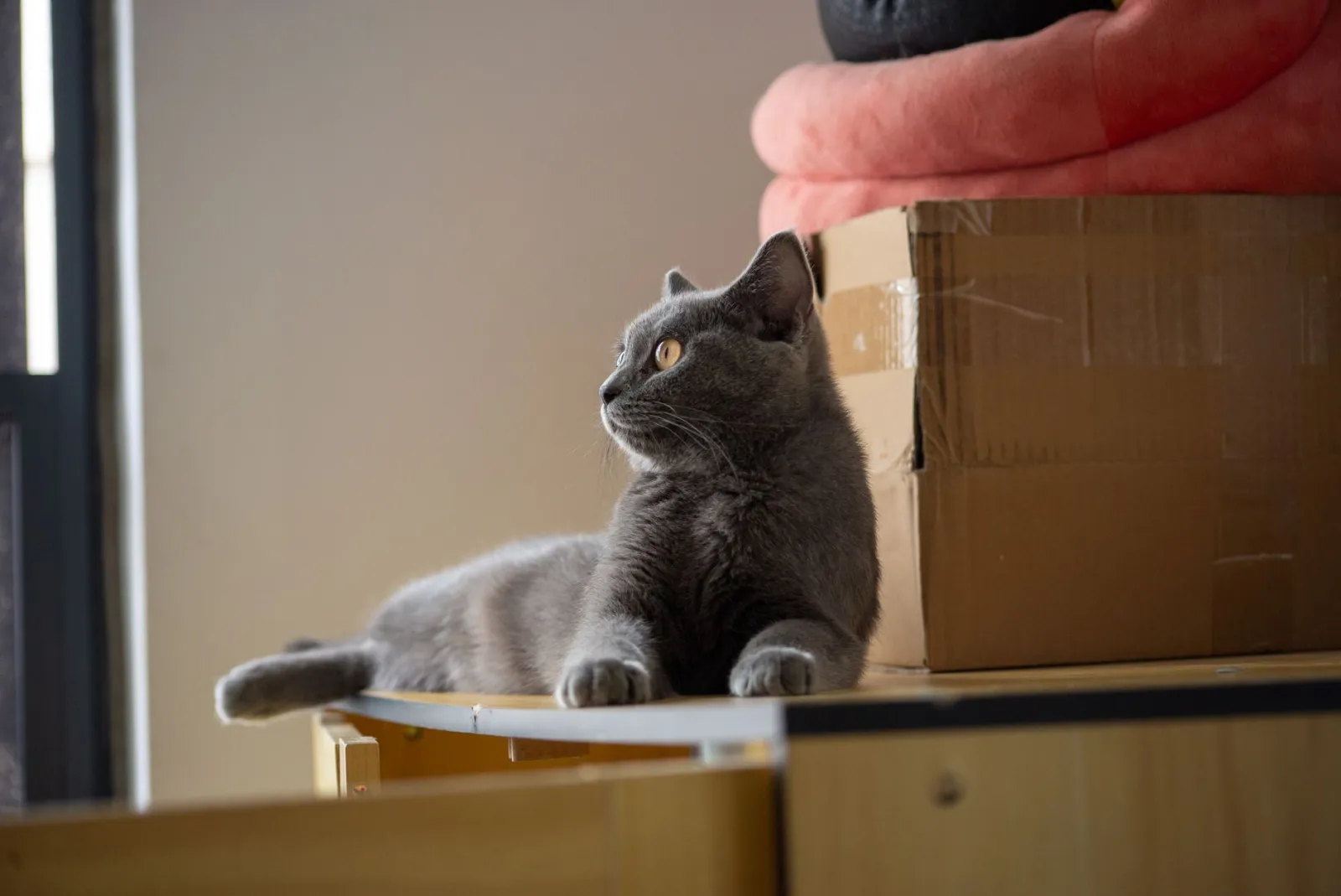 litière pour chat