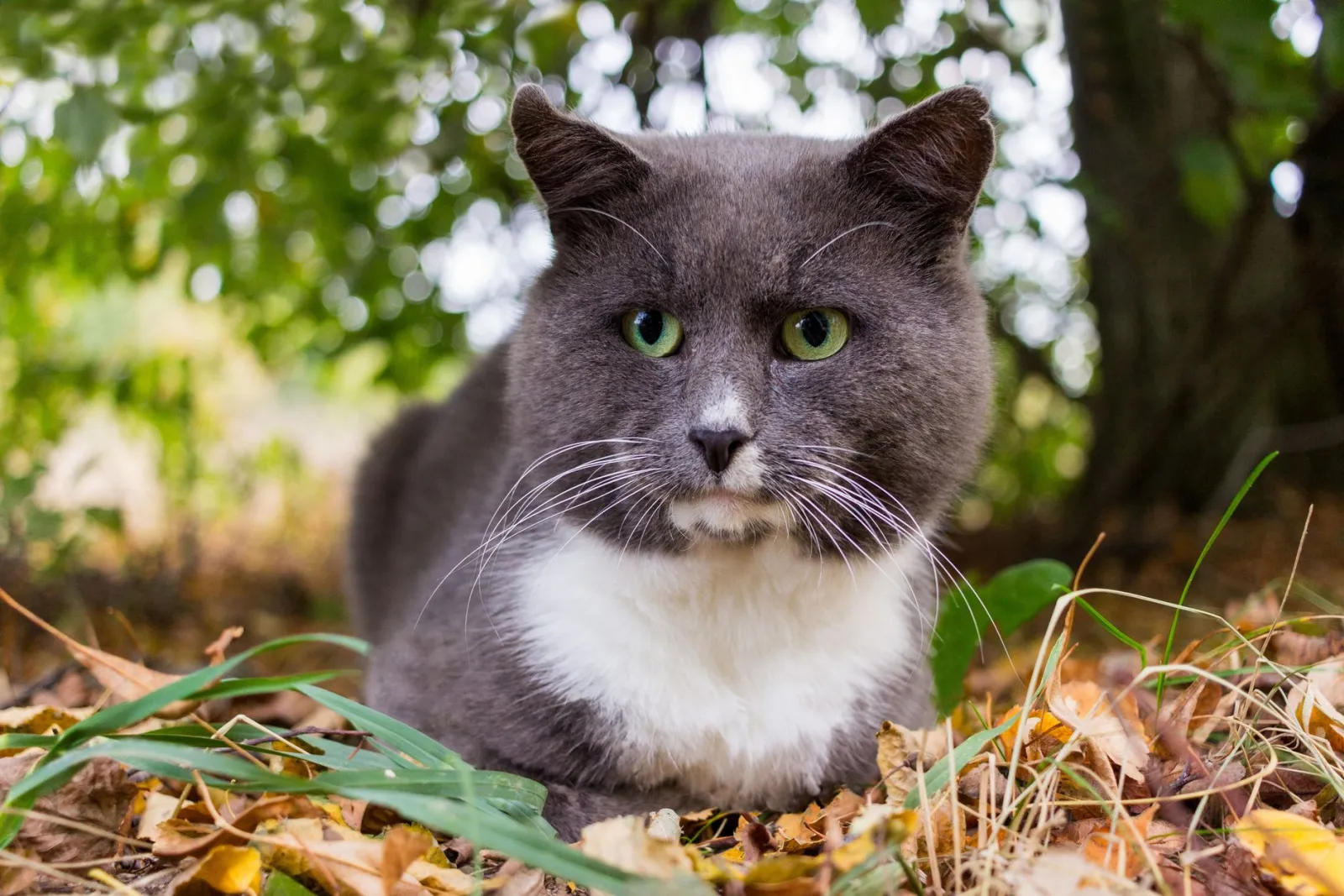litière pour chat senior