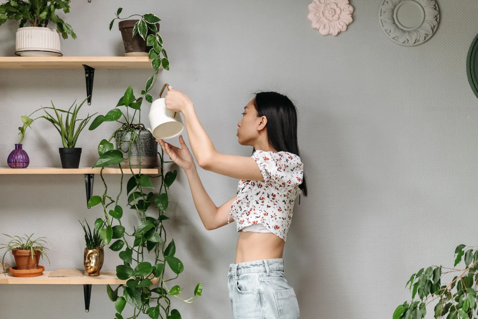 entretien des plantes d'intérieur