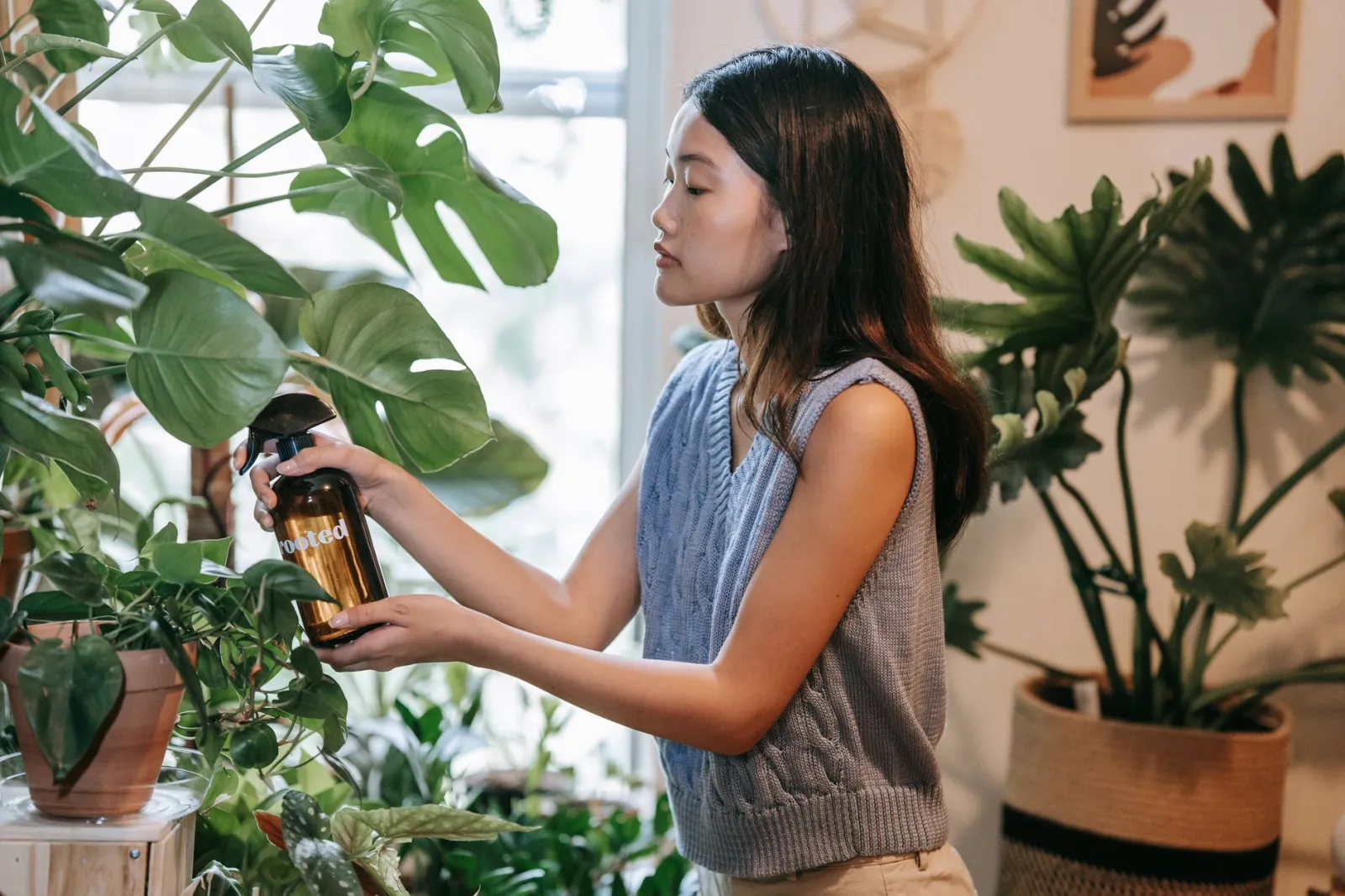 calendrier d'entretien des plantes d'intérieur