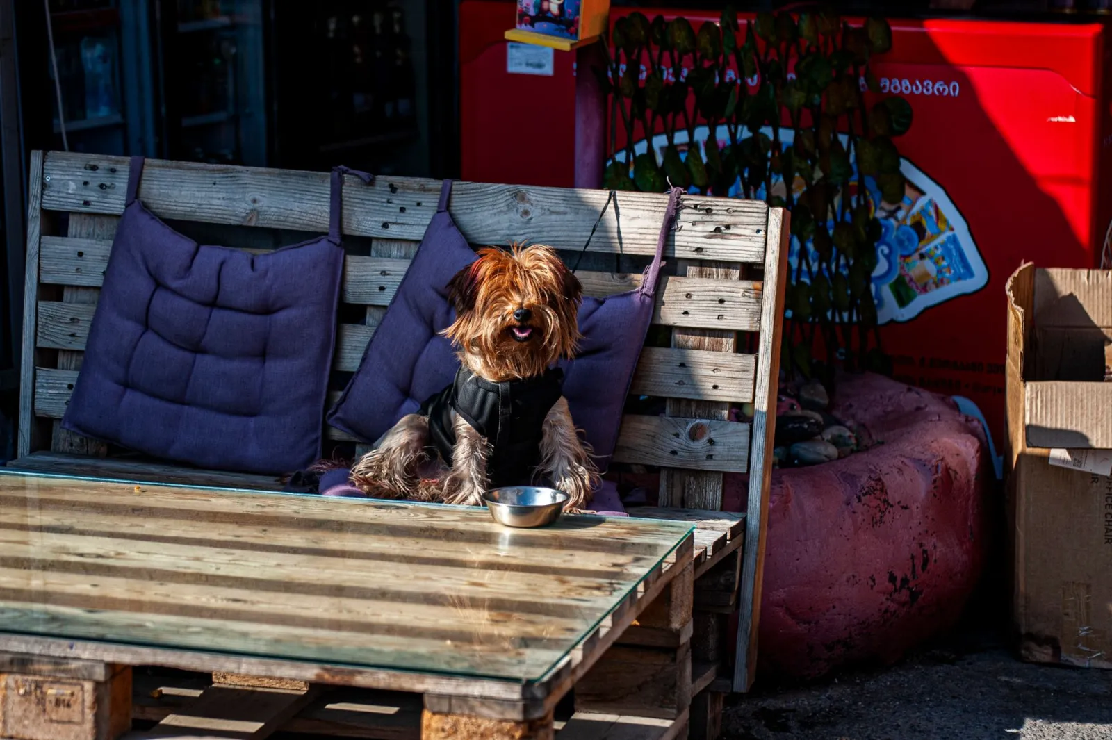 gamelle pour chien