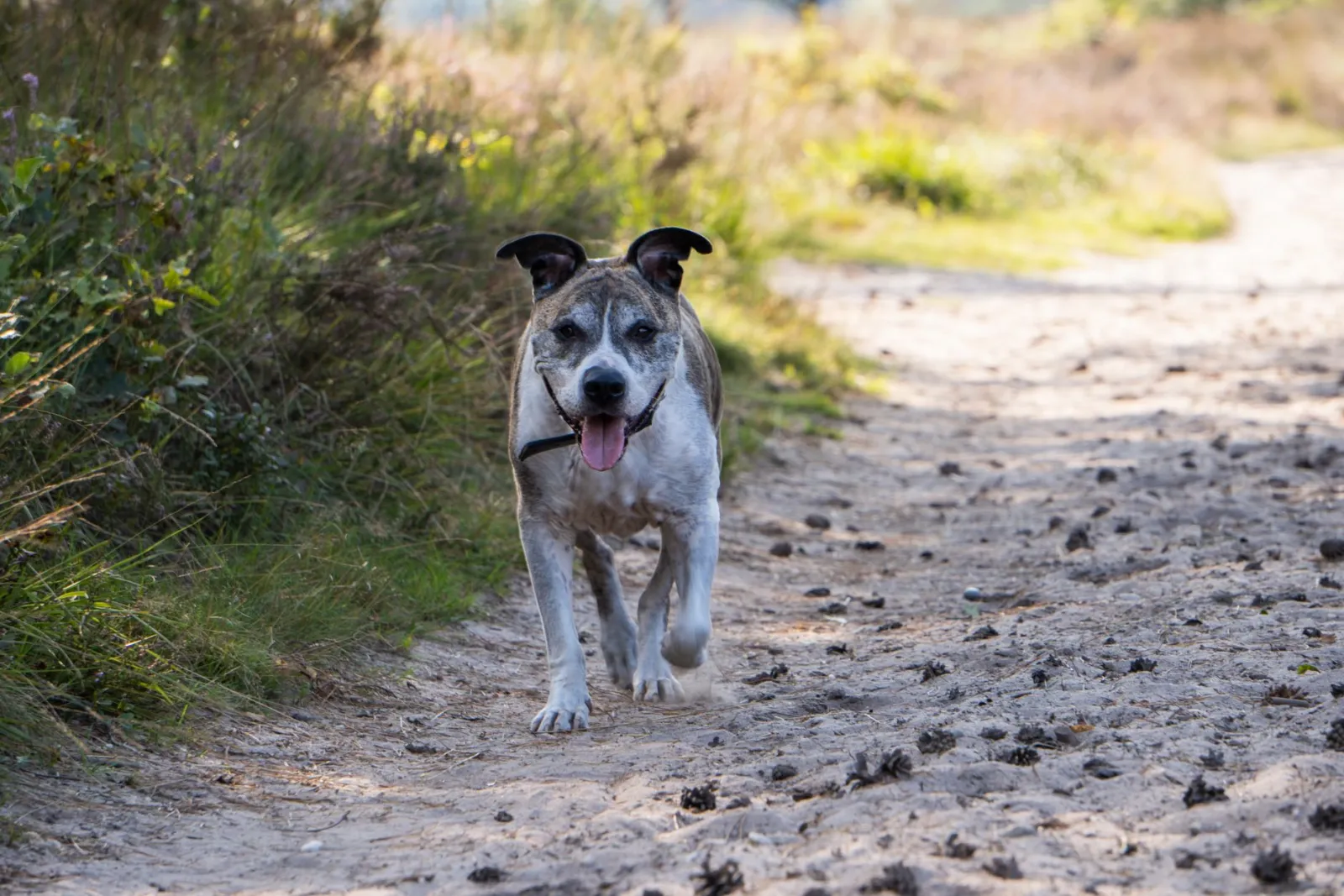 chien portant un collier GPS