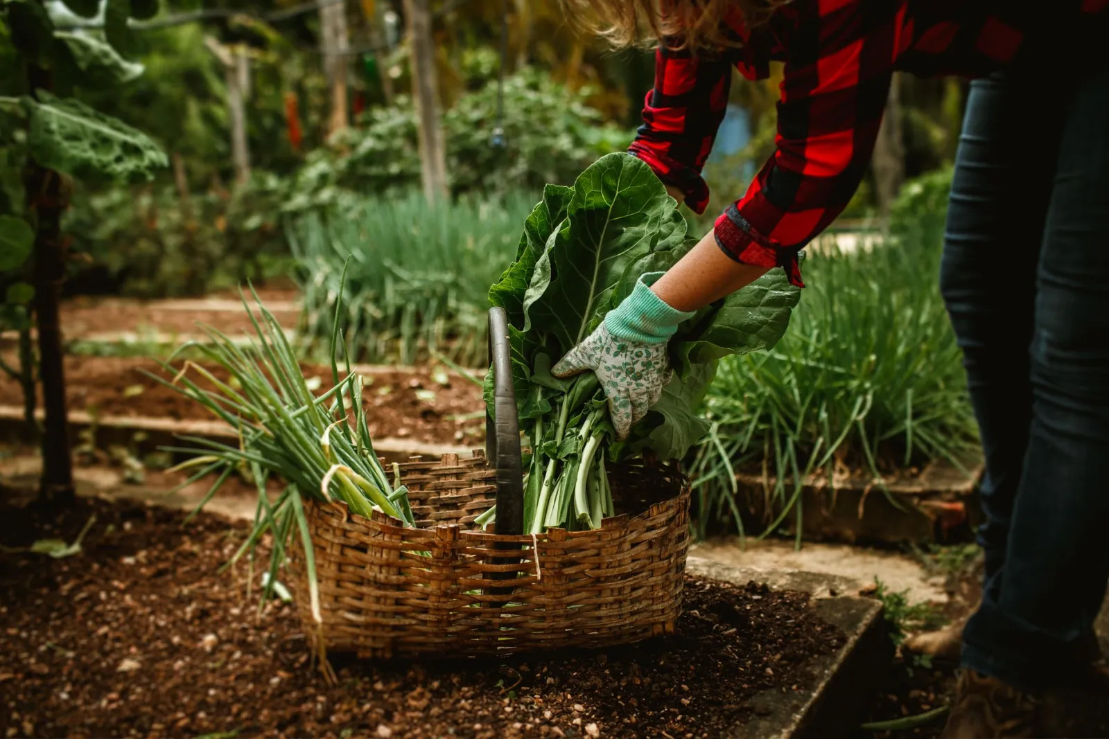 jardinier débutant en potager