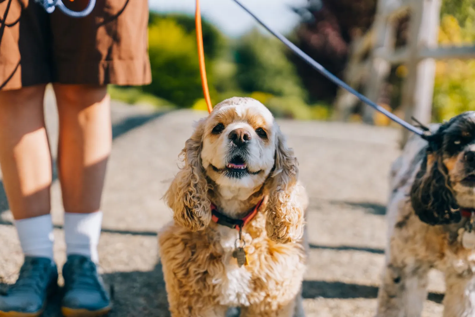 deux chiens en laisse