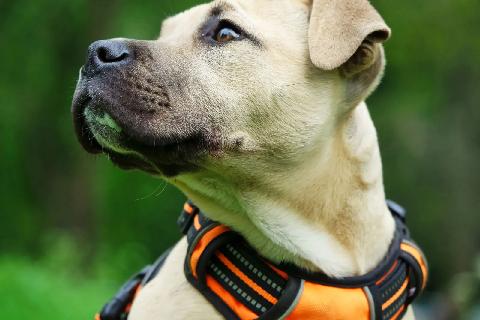 gros plan sur le harnais pour chien