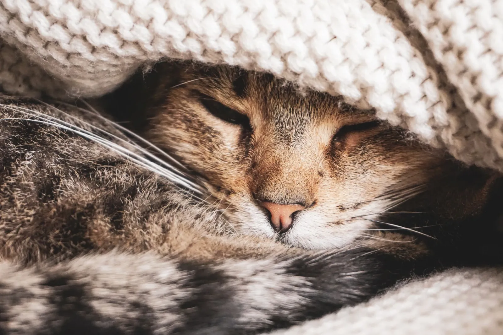 chat dormant sur une couverture douillette