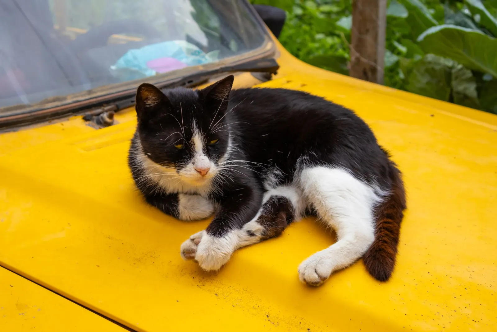 panier de transport pour chat