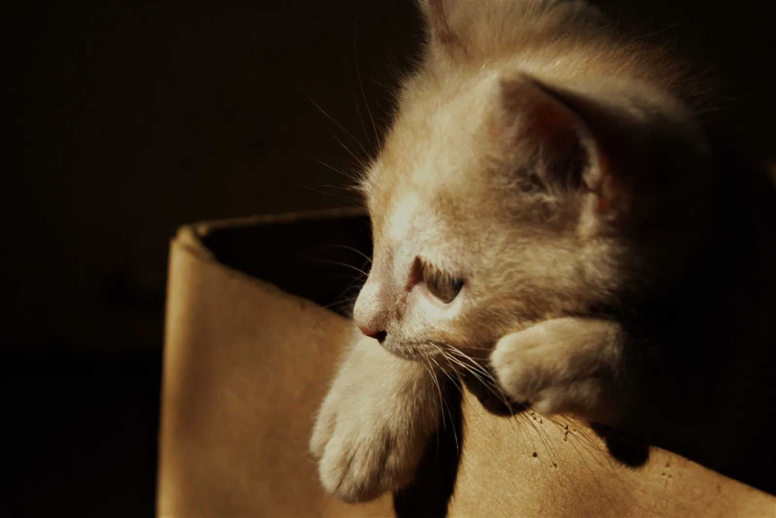 litière pour chat
