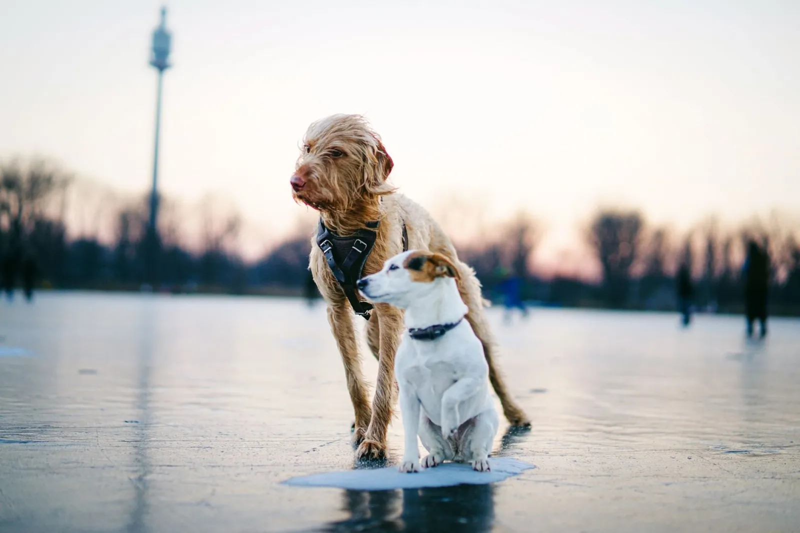 mesure du harnais pour chien