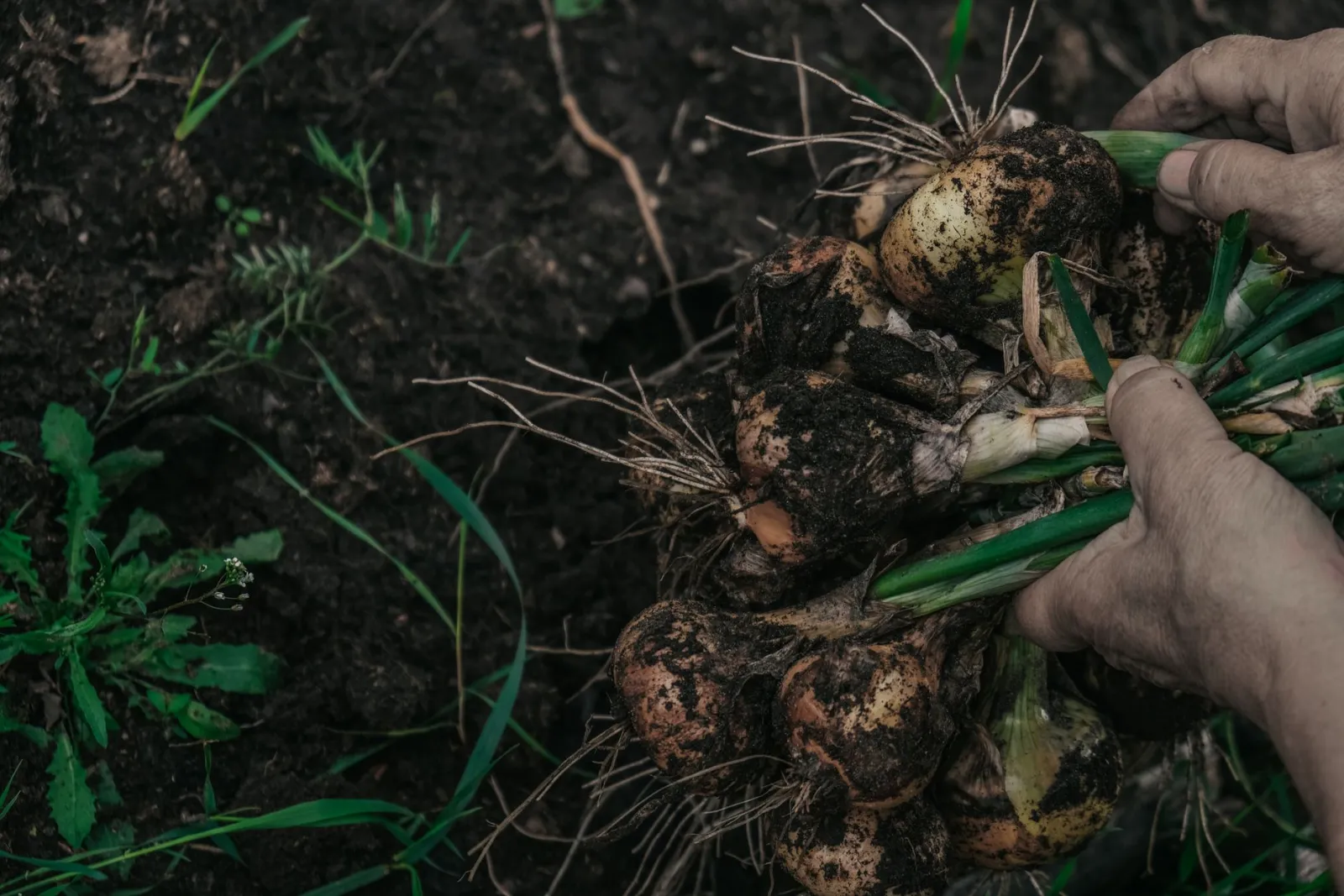 récolte du potager