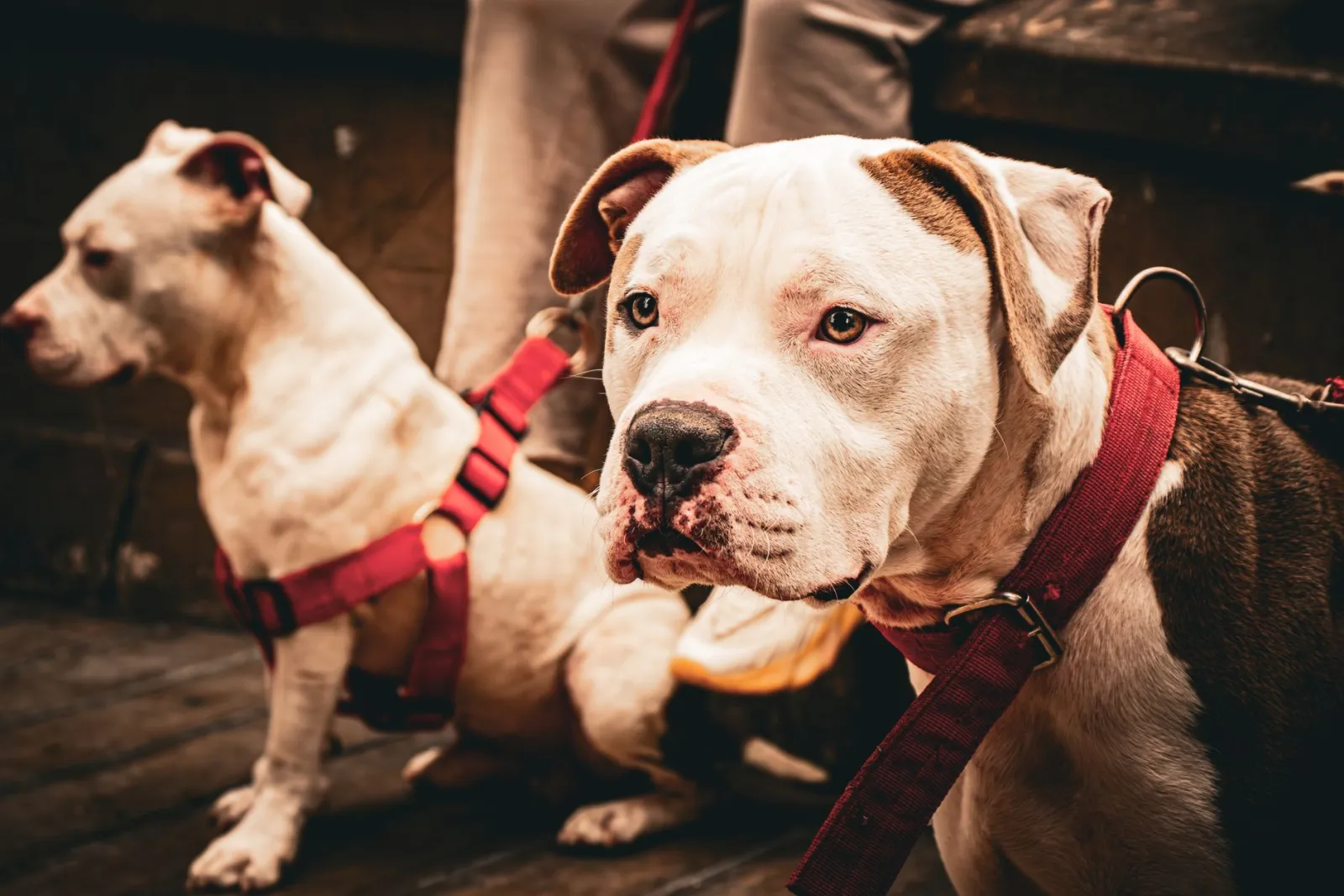 harnais et laisse pour chien