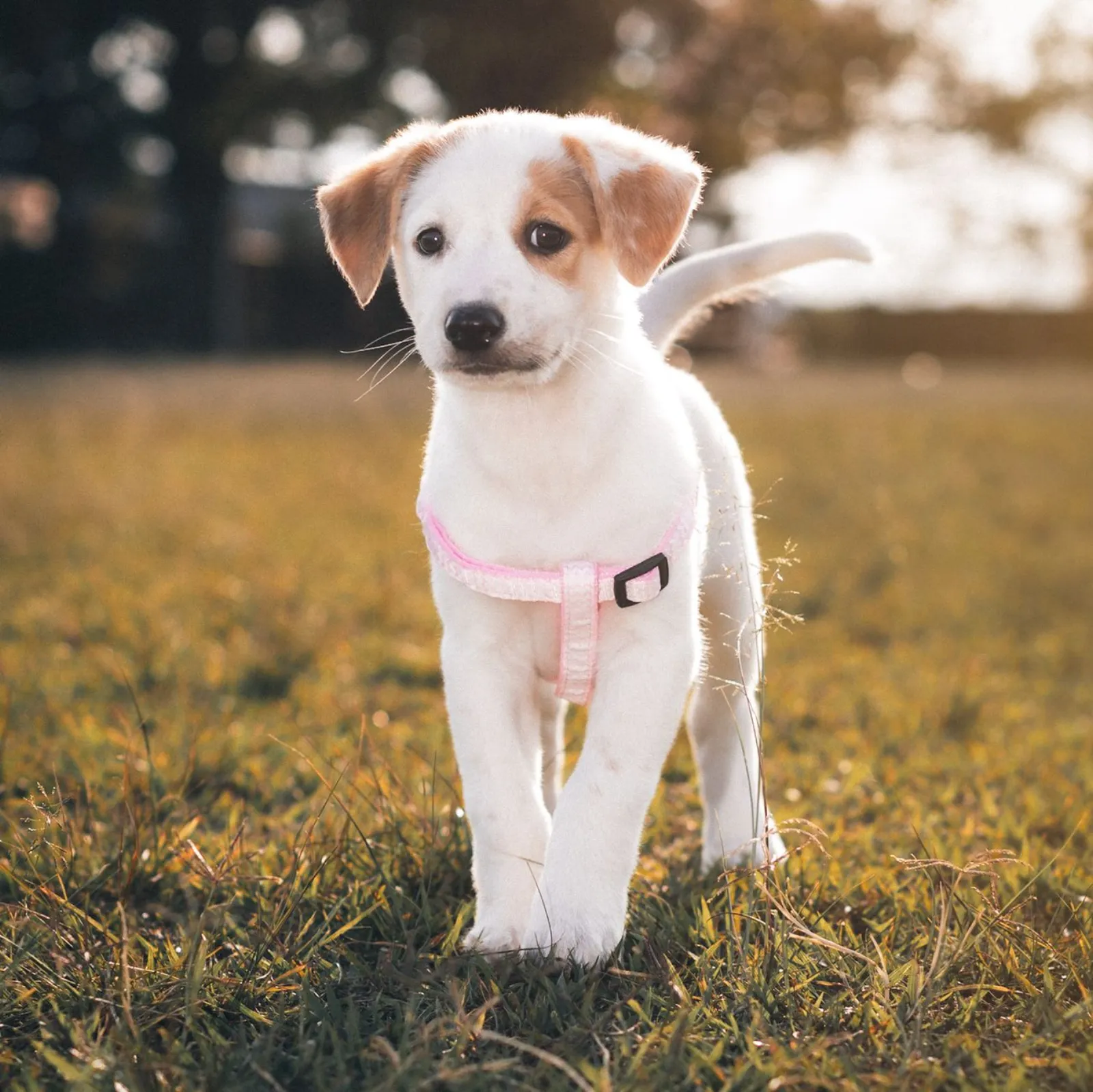 dressage d'un chiot avec harnais