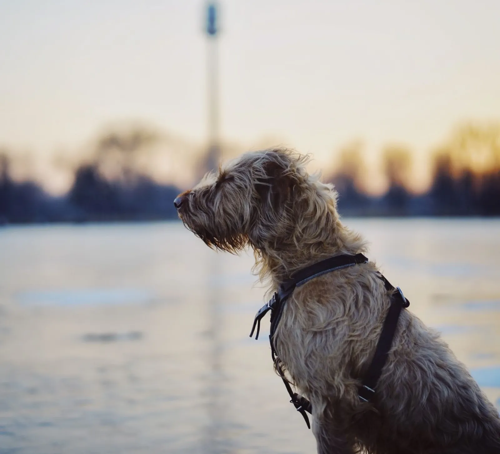 harnais réfléchissant pour chien la nuit