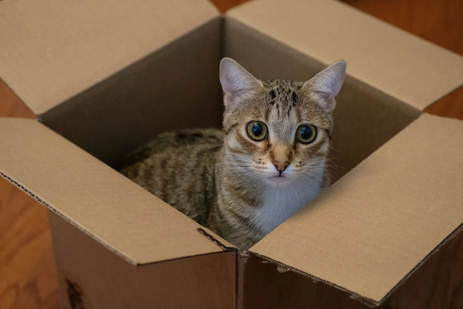 litière pour chat