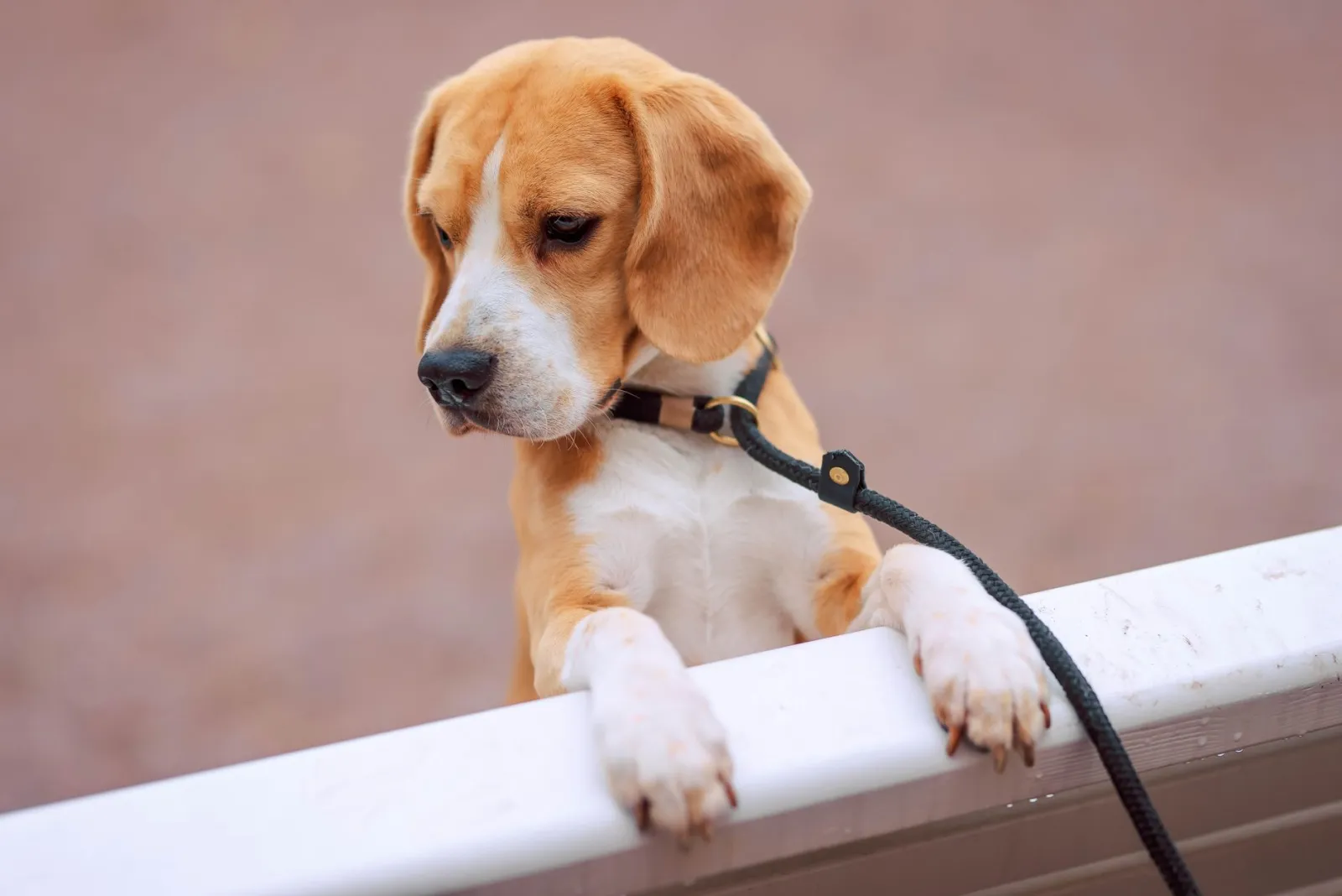 collier de dressage pour chien