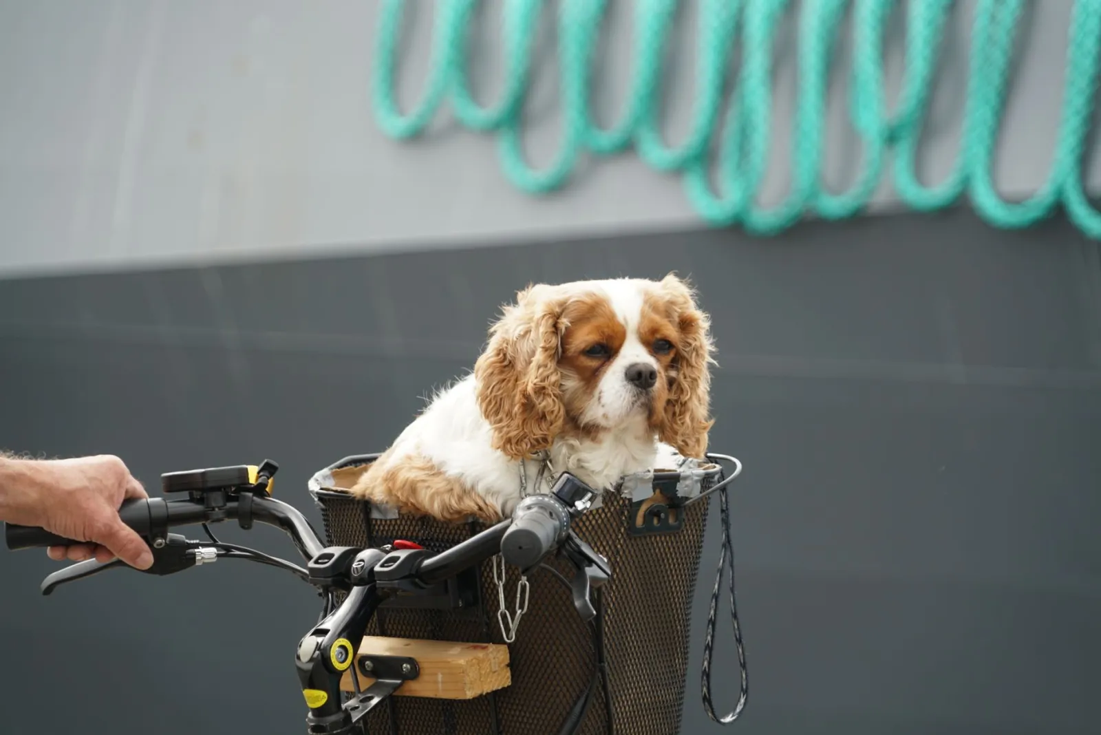 panier de transport pour chat