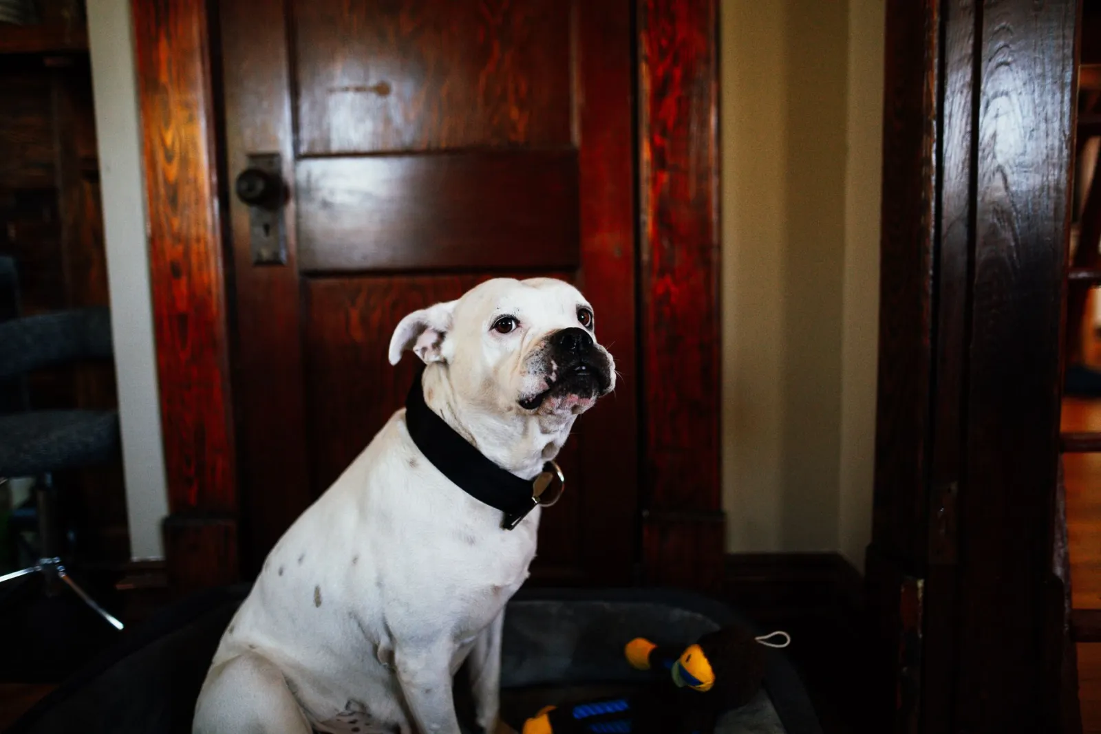 chien portant un collier