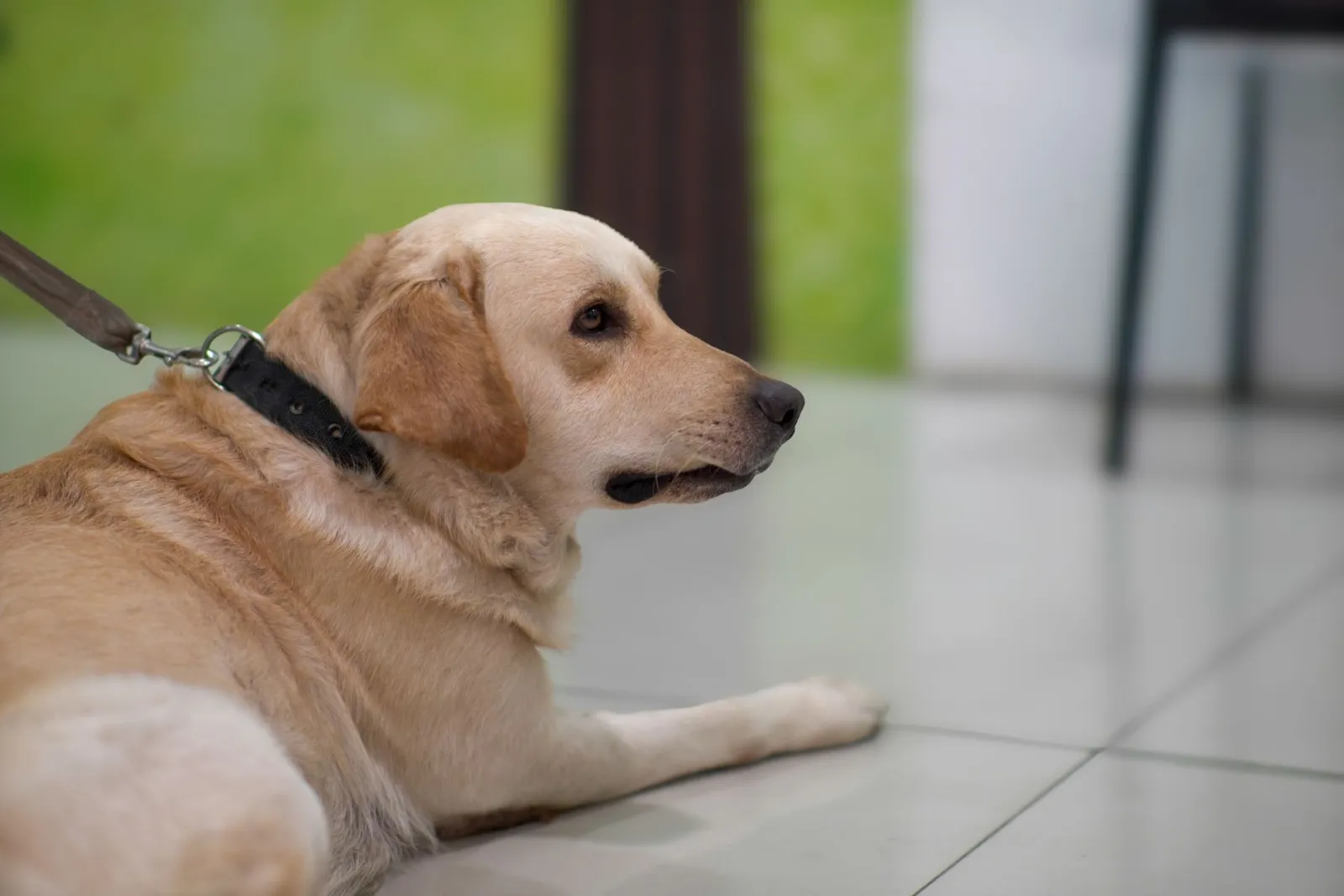 laisse en cuir pour chien