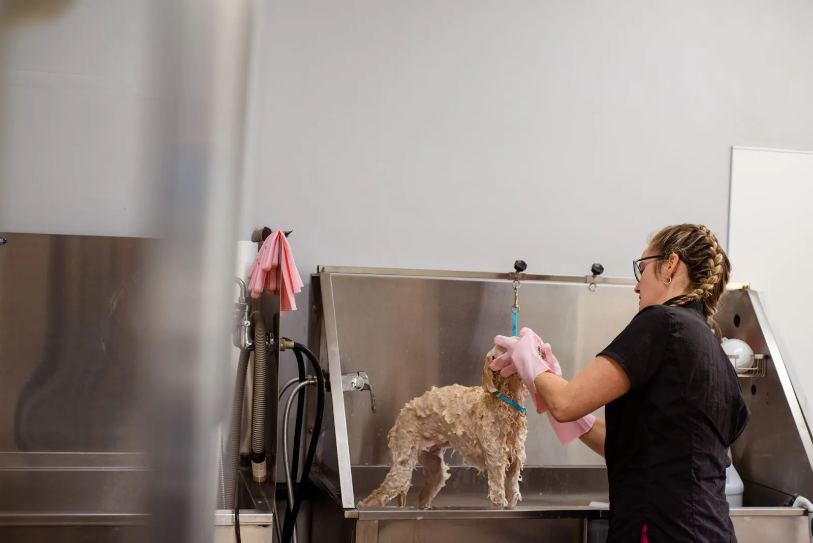 salon de toilettage pour chiens